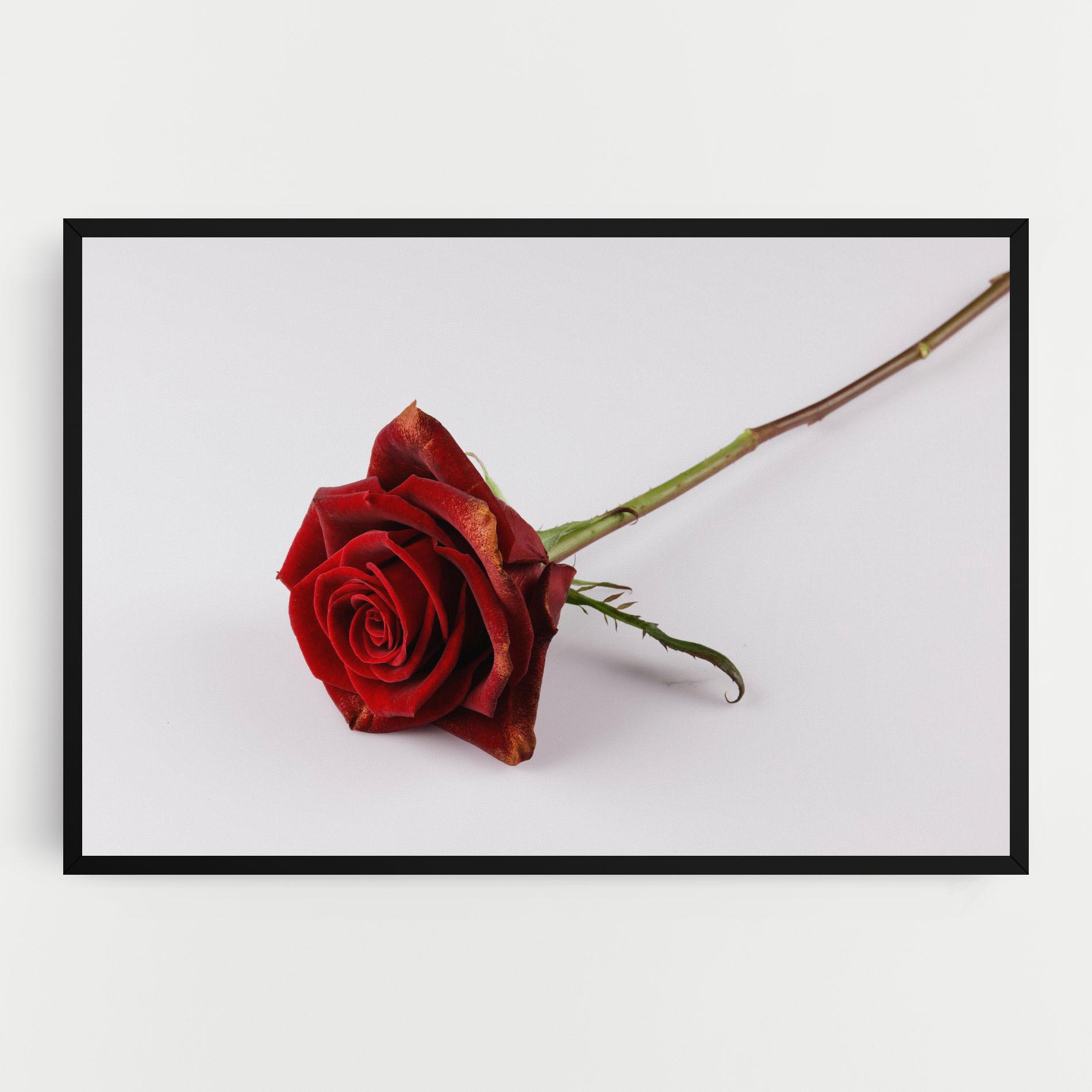 Tablou Canvas Lonely Rose mockup 0