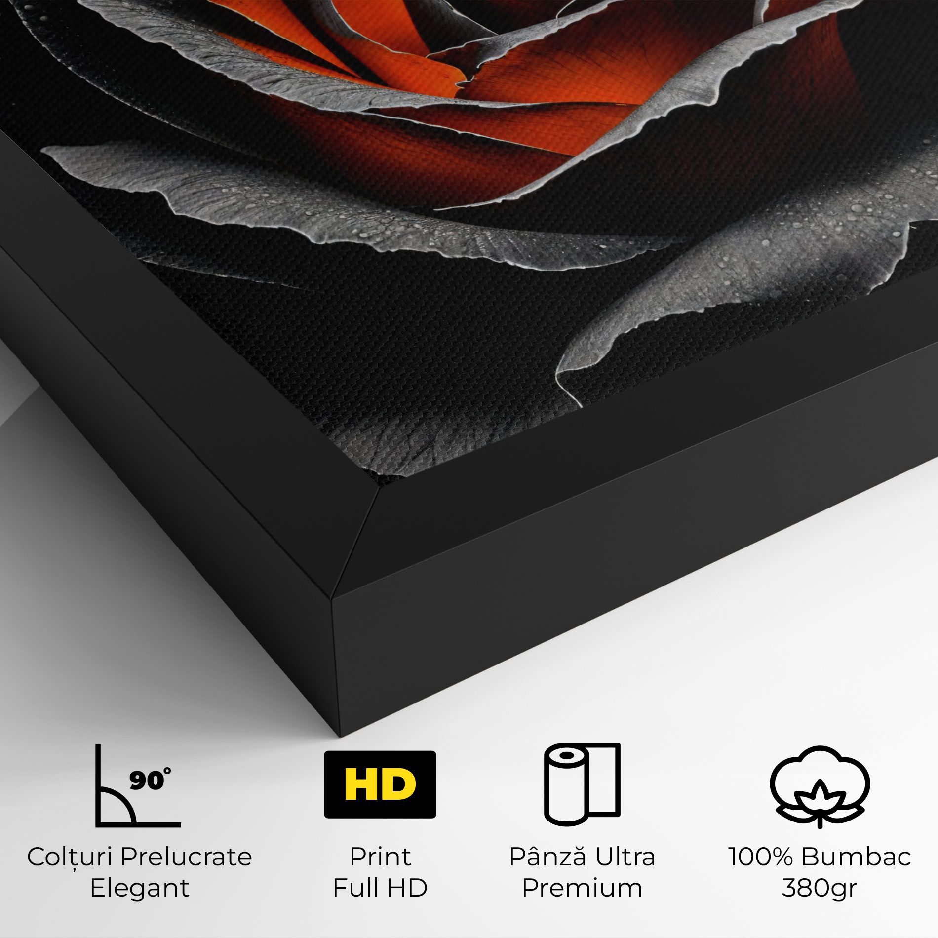 Grey Orange Rose mockup 4