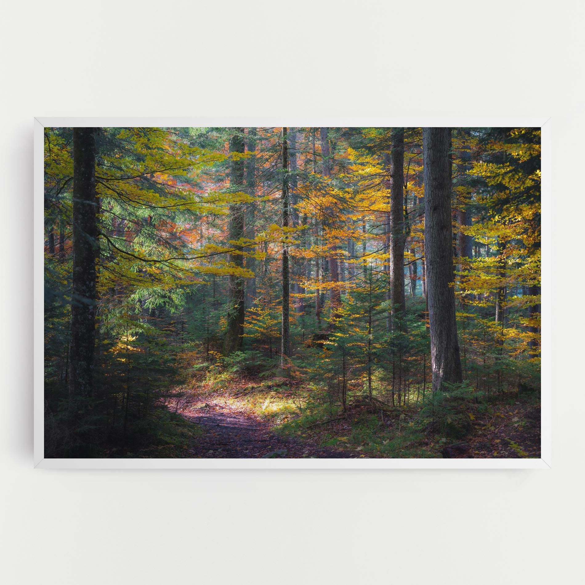 Dreamy Path Dorest mockup 0