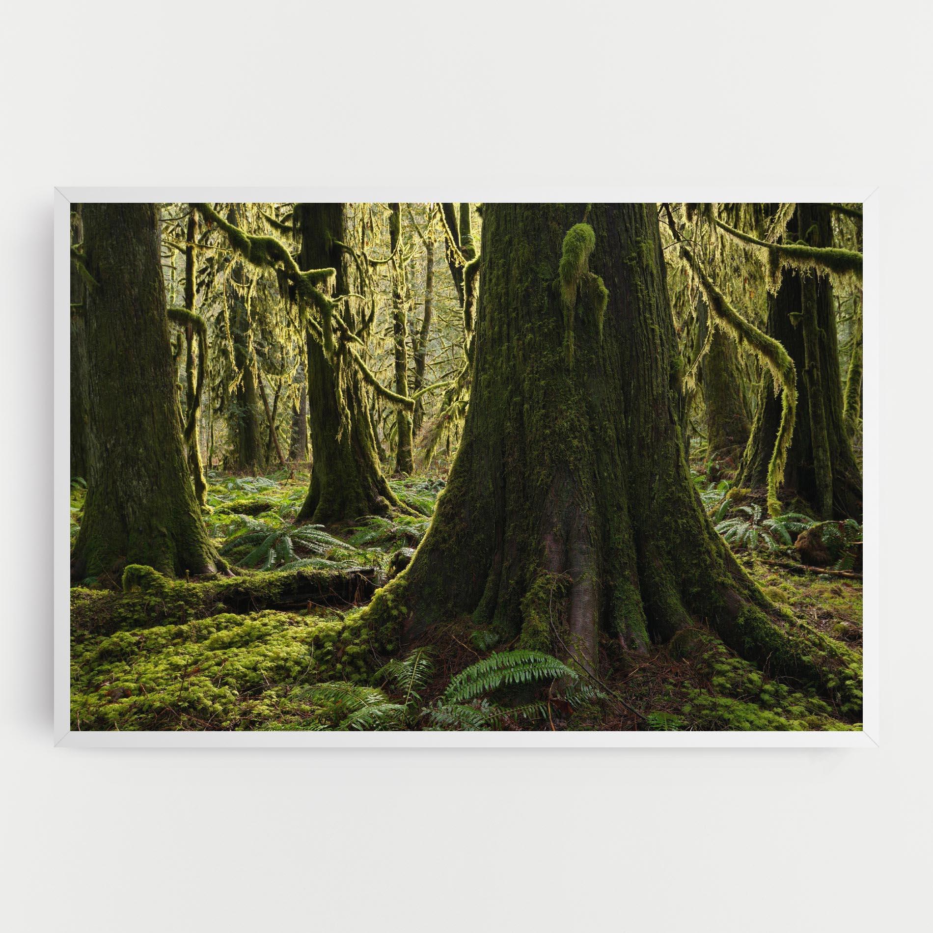 Tablou Canvas Green Moss Forest mockup 0