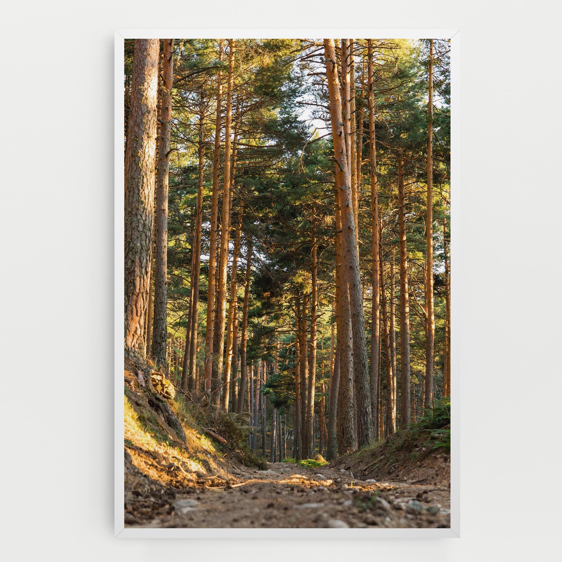 Tablou Canvas Big Trees Forest mockup 0