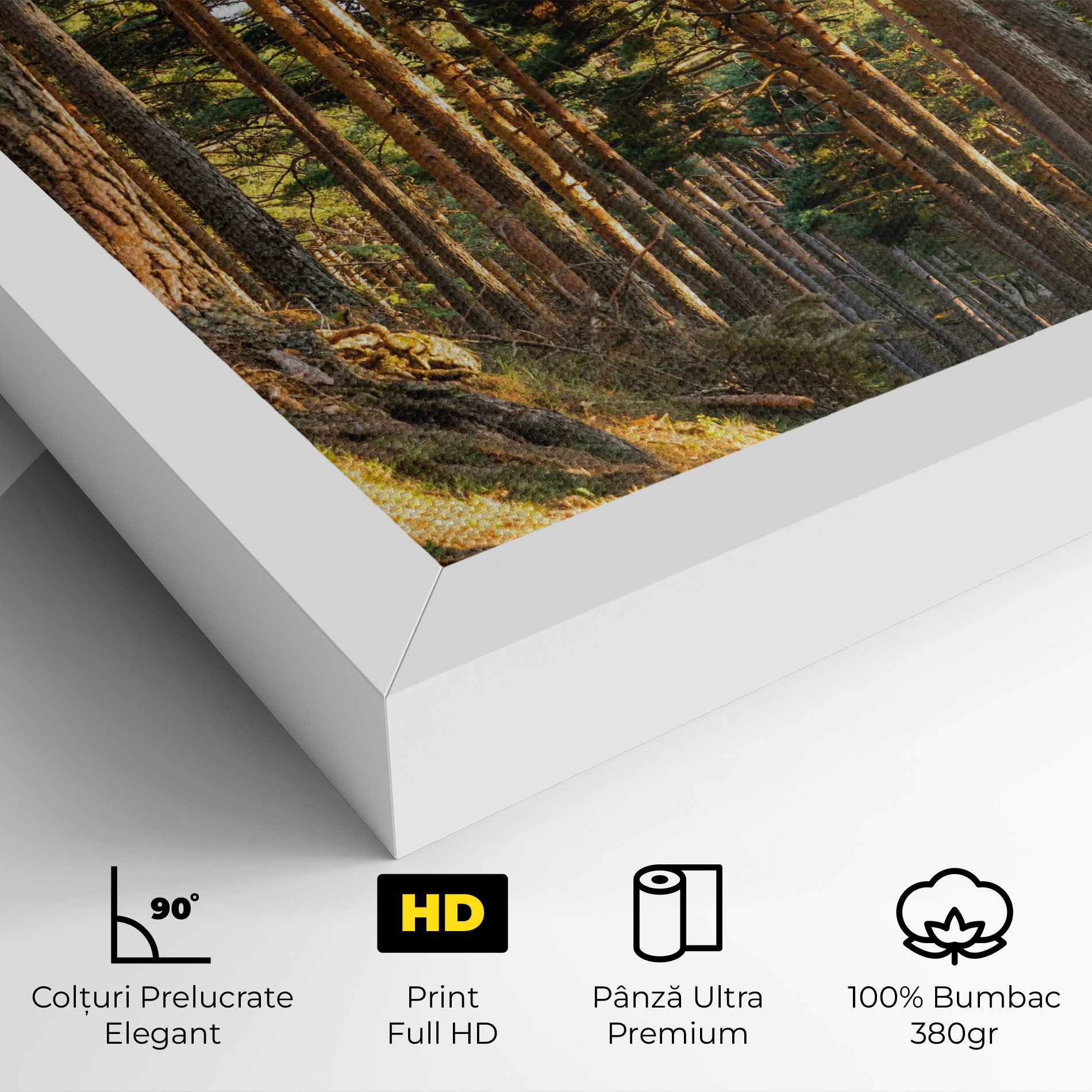 Big Trees Forest mockup 4