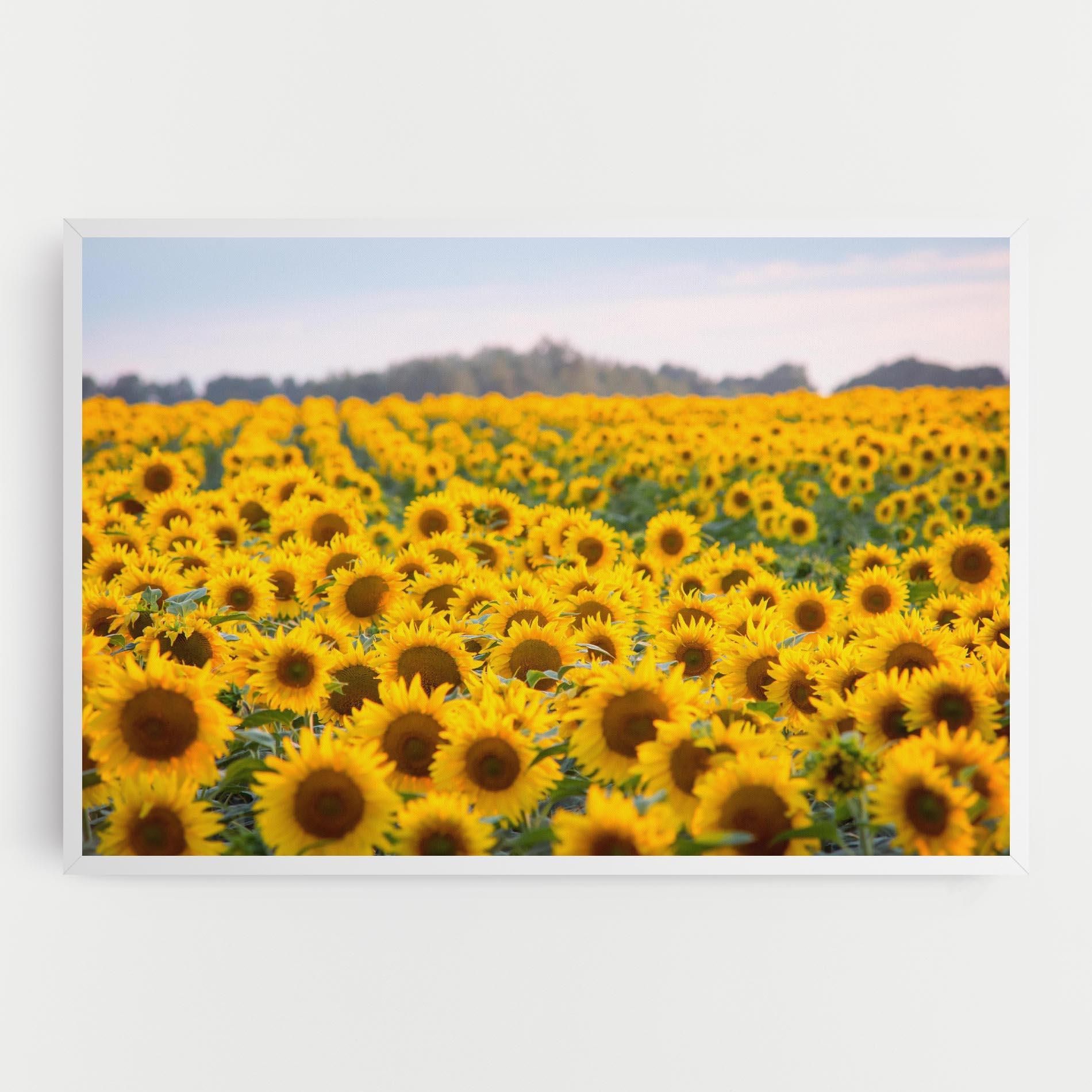 Tablou Canvas Blooming Sunflowers mockup 0