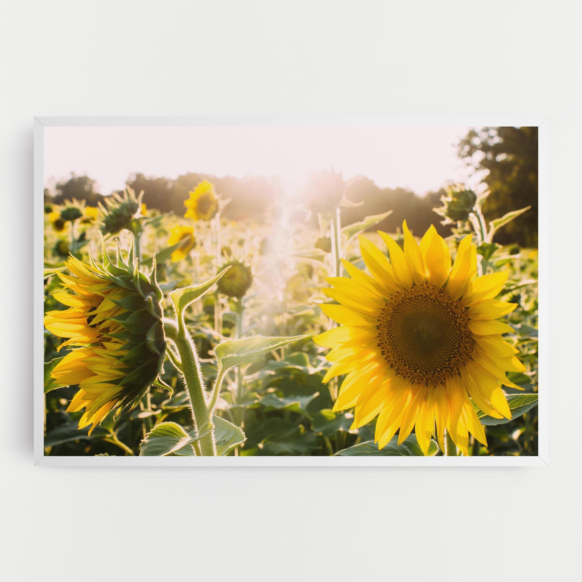 Tablou Canvas Yellow Sun Flower mockup 0
