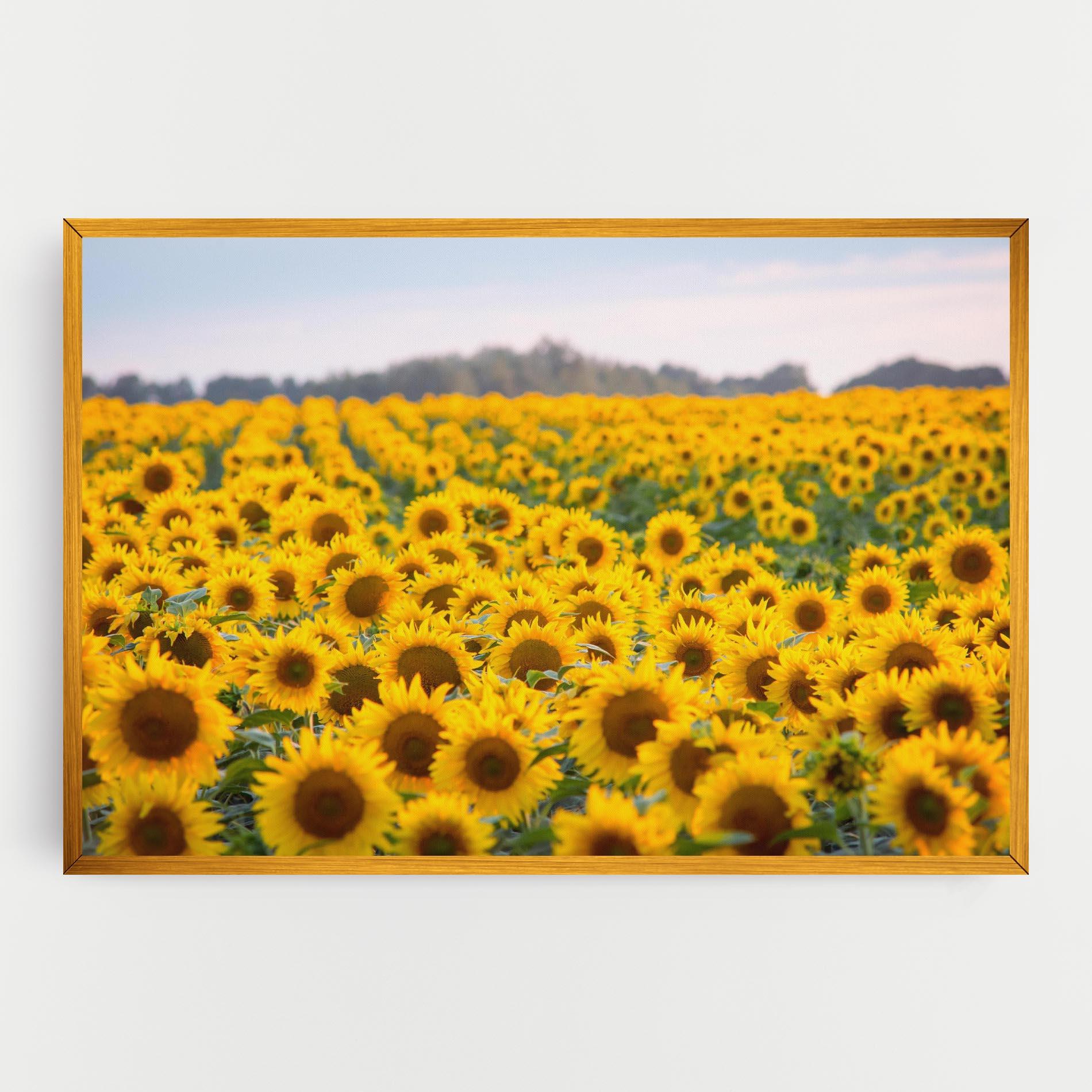 Tablou Canvas Blooming Sunflowers mockup 0