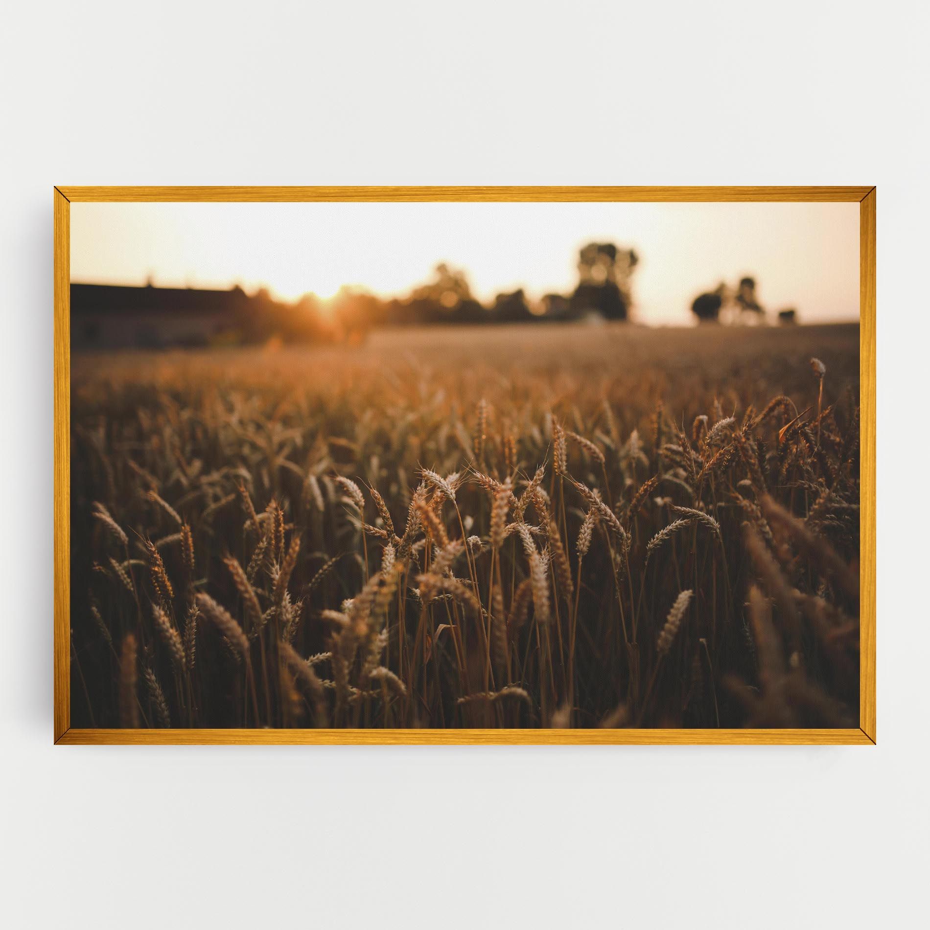 Summer Field mockup 0