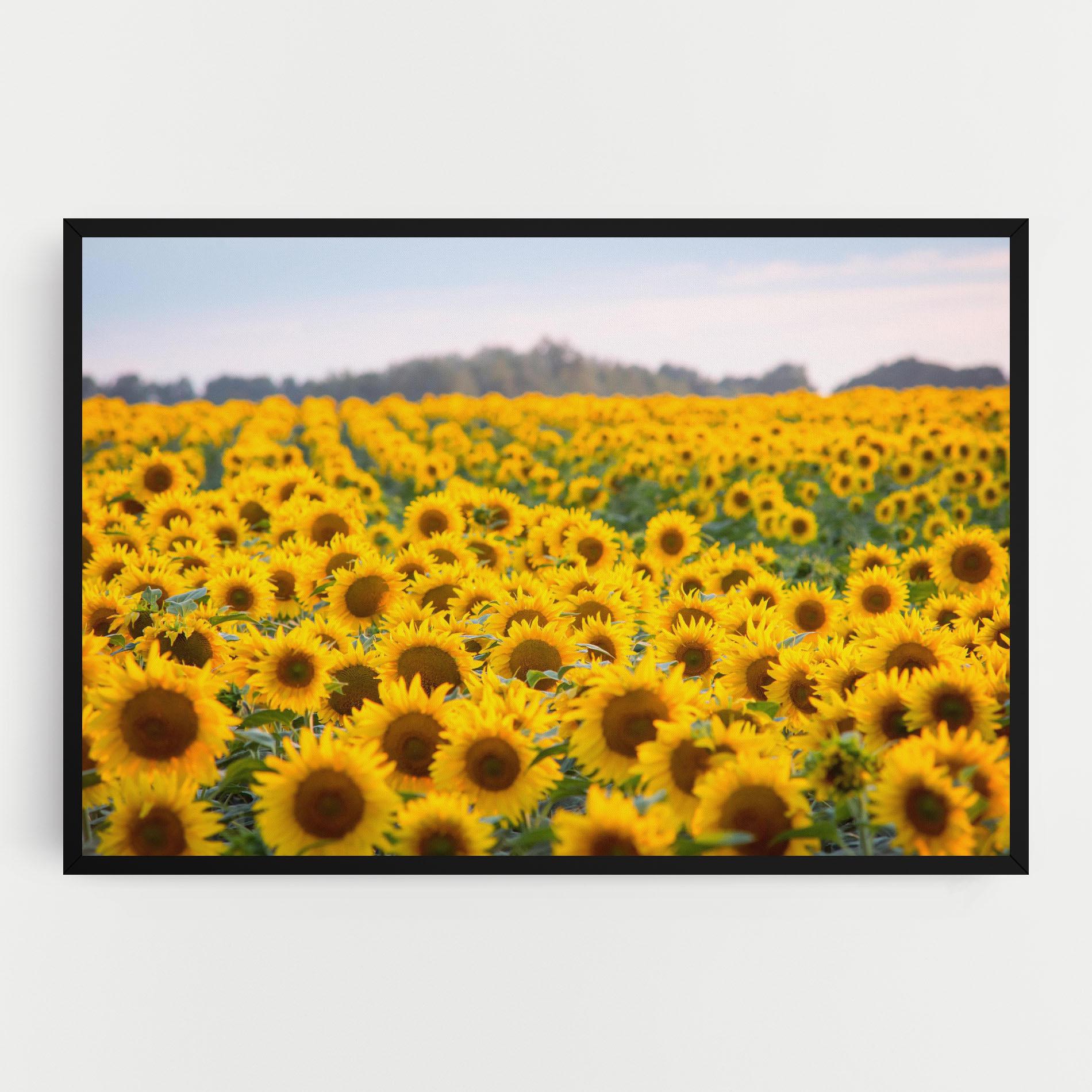 Tablou Canvas Blooming Sunflowers mockup 0
