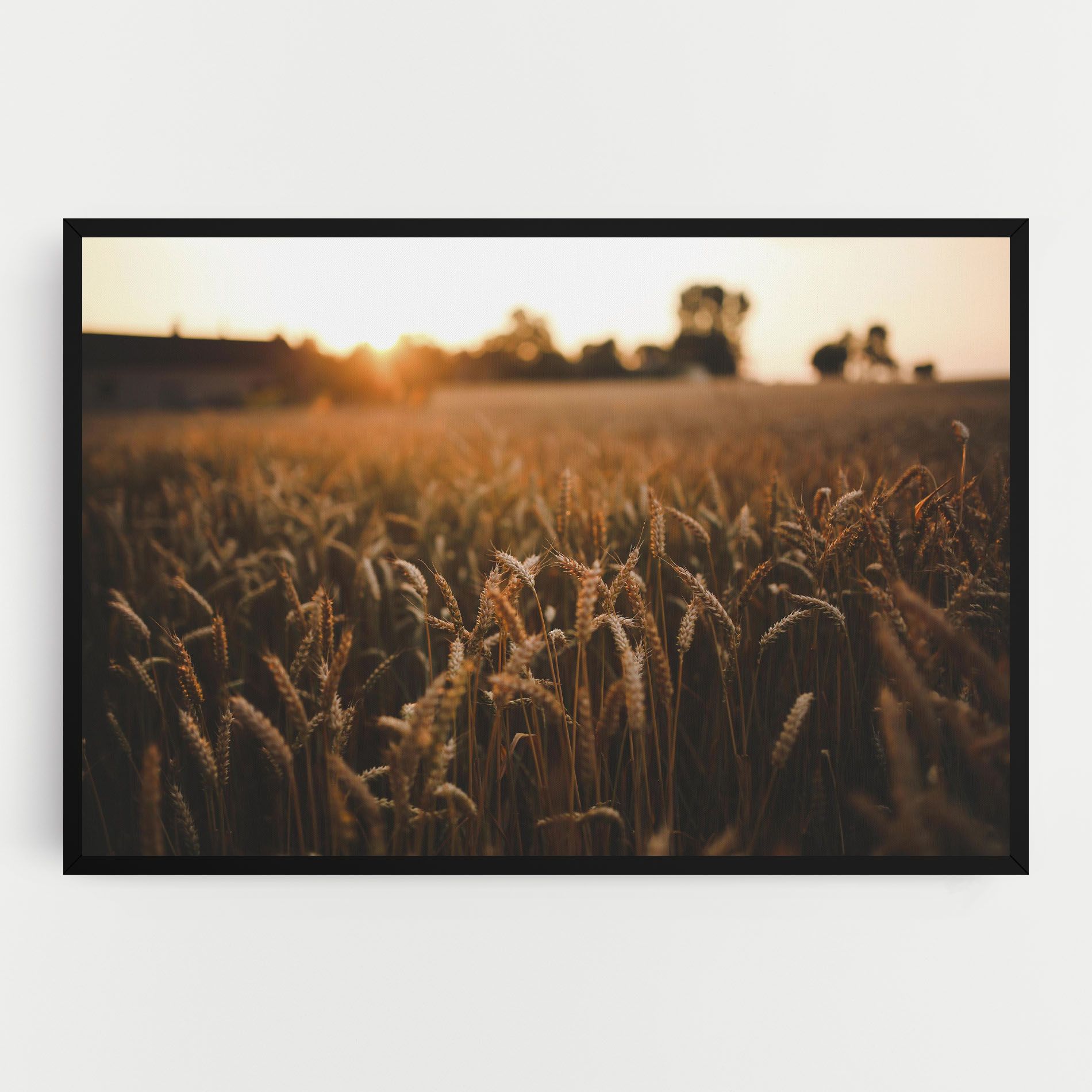 Summer Field mockup 0
