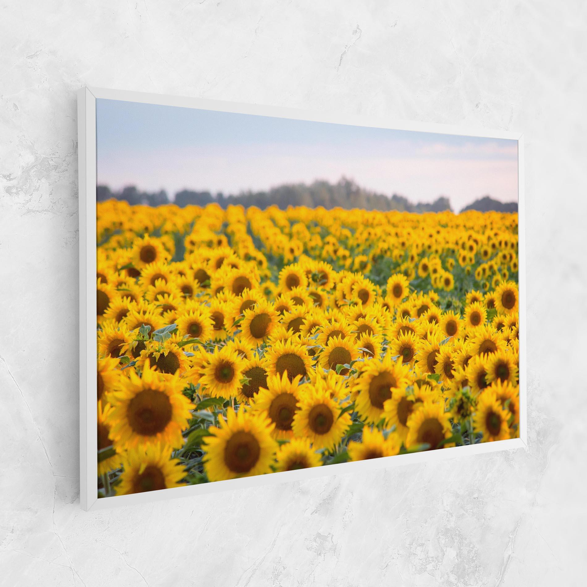 Tablou Canvas Blooming Sunflowers mockup 1