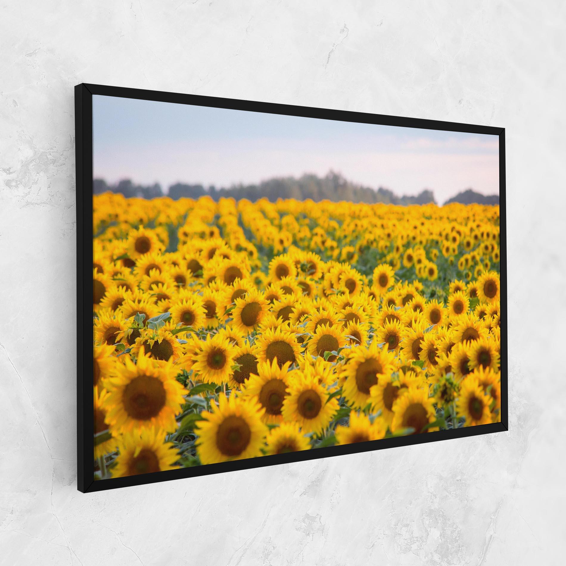 Tablou Canvas Blooming Sunflowers mockup 1