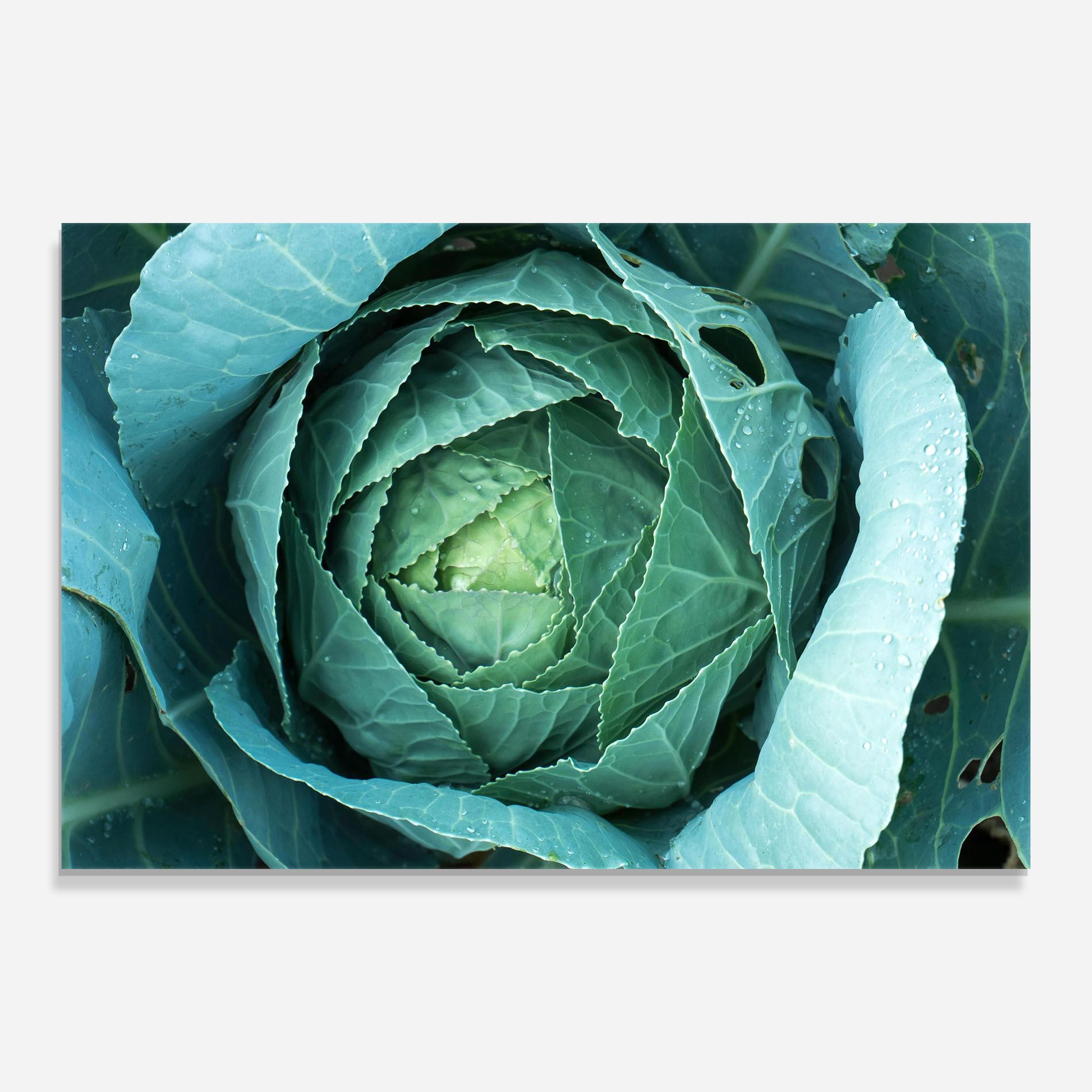 Blue Lettuce mockup 0