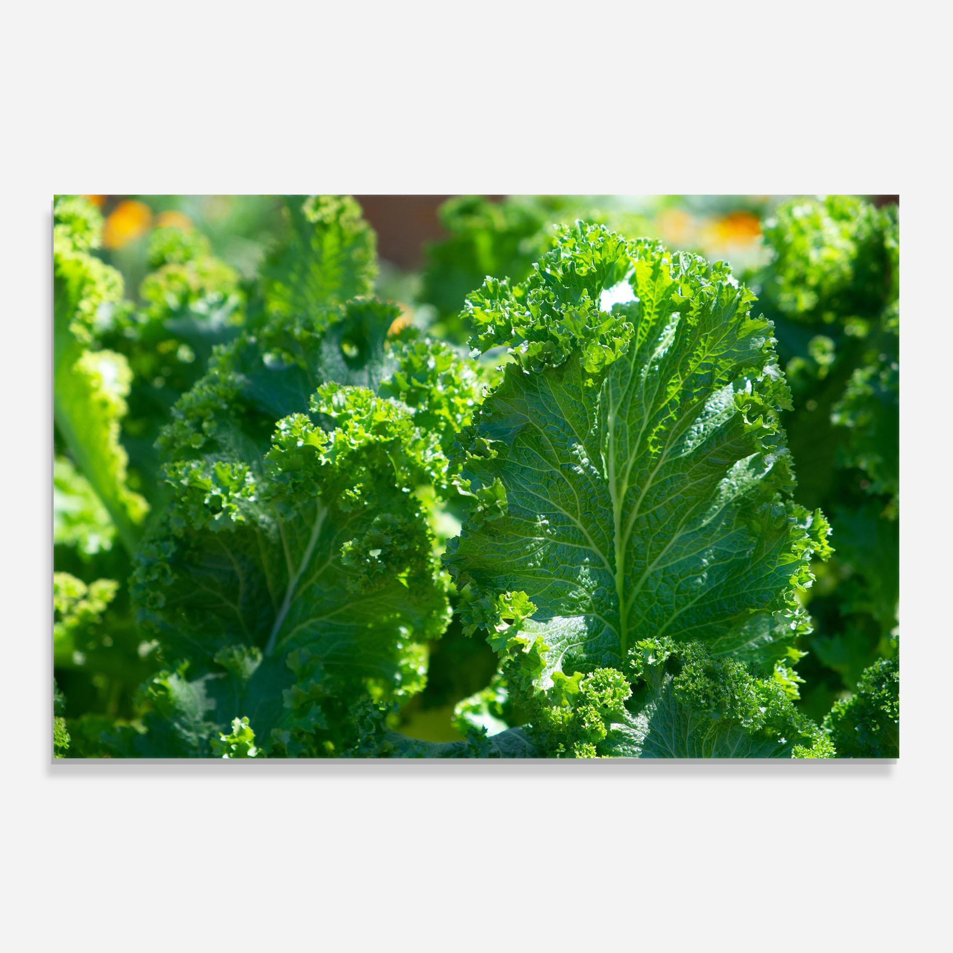 Tablou Sticla Lettuce View mockup 0