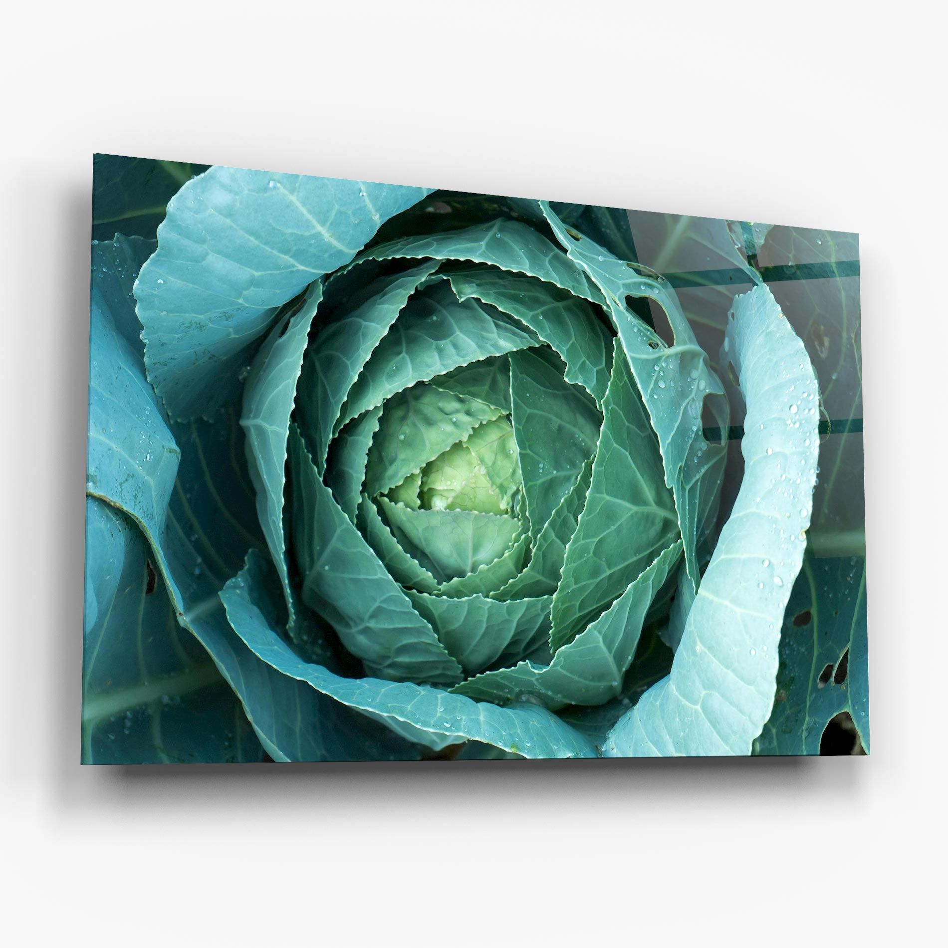Blue Lettuce mockup 6