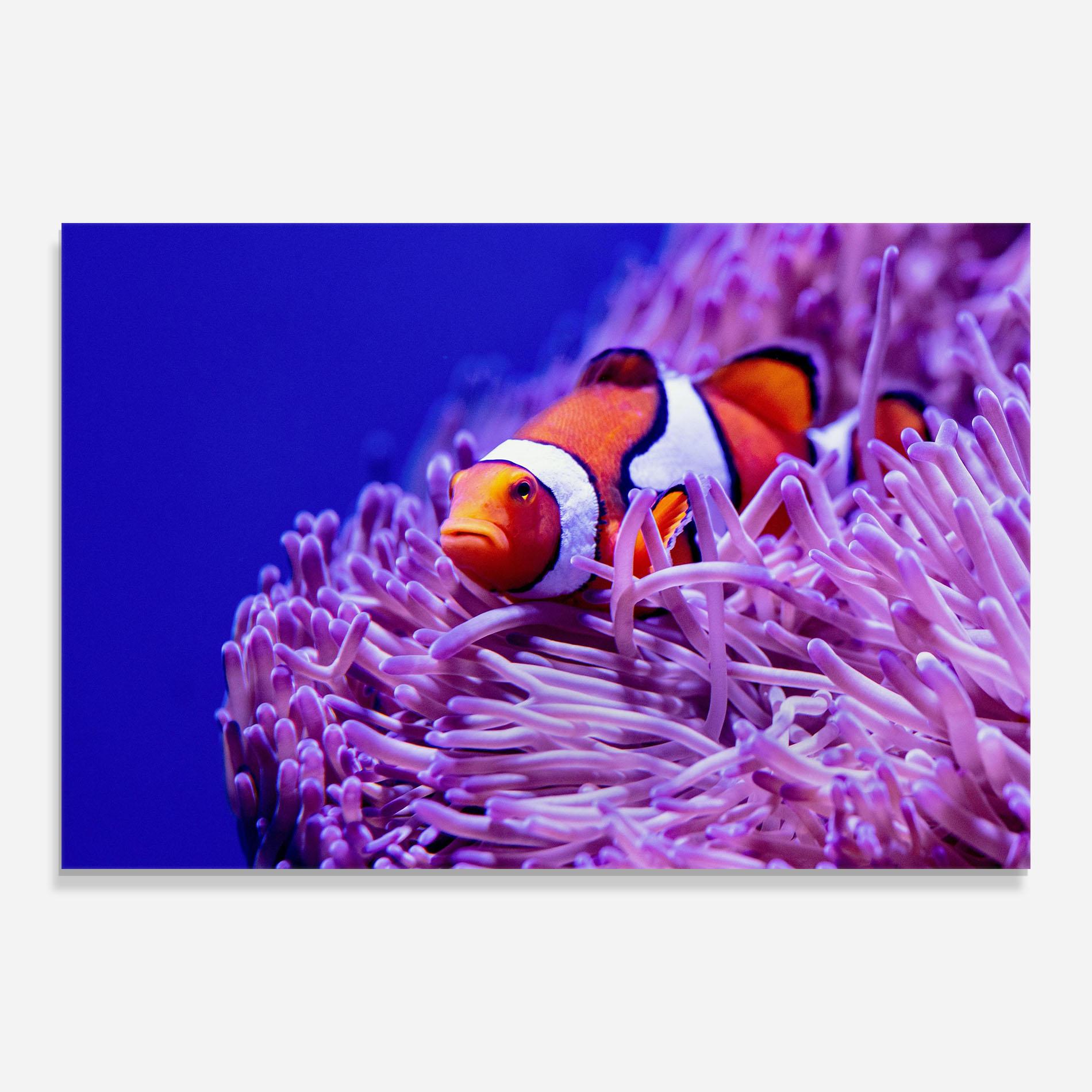 Tablou Sticla Angry Nemo mockup 0