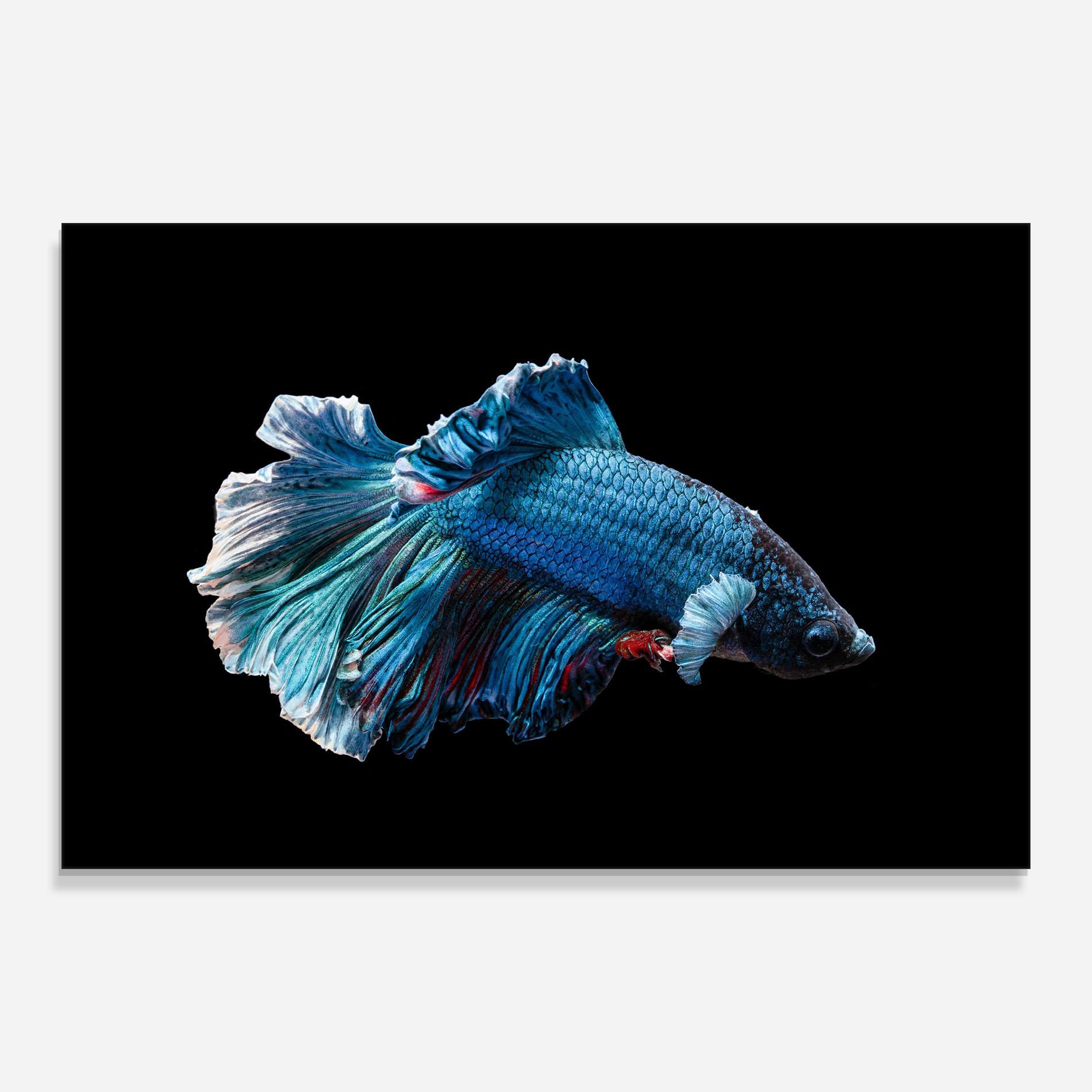 Tablou Sticla Blue Betta mockup 0