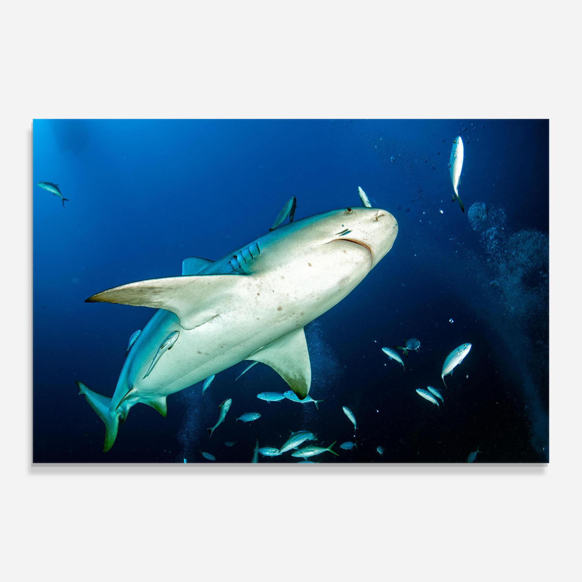 Tablou Sticla Bull Shark mockup 0