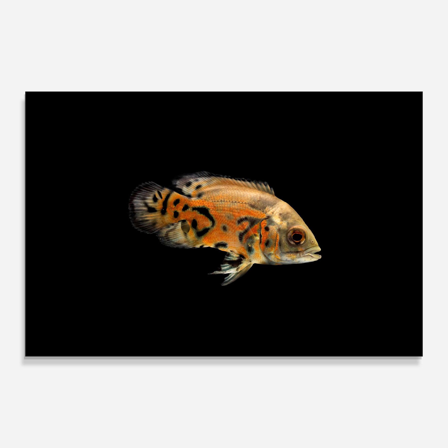 Tablou Sticla Cute Brown Fish mockup 0