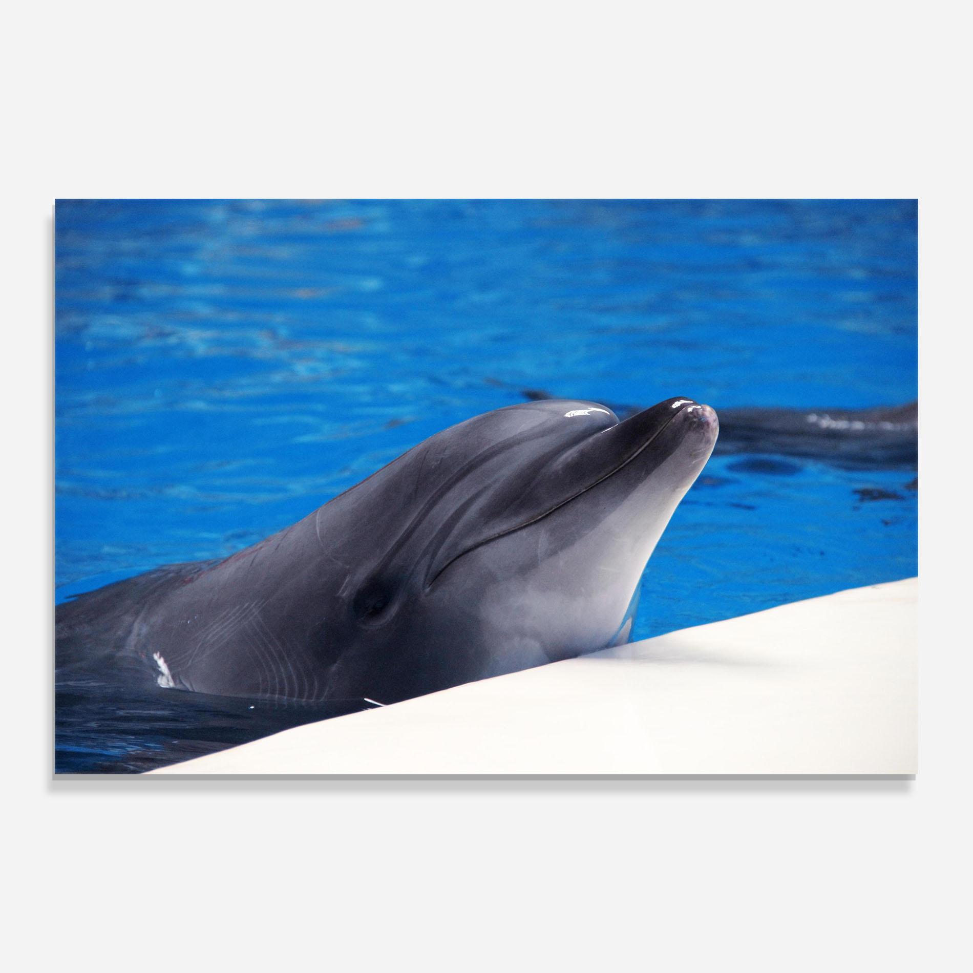 Tablou Sticla Cute Dolphin mockup 0