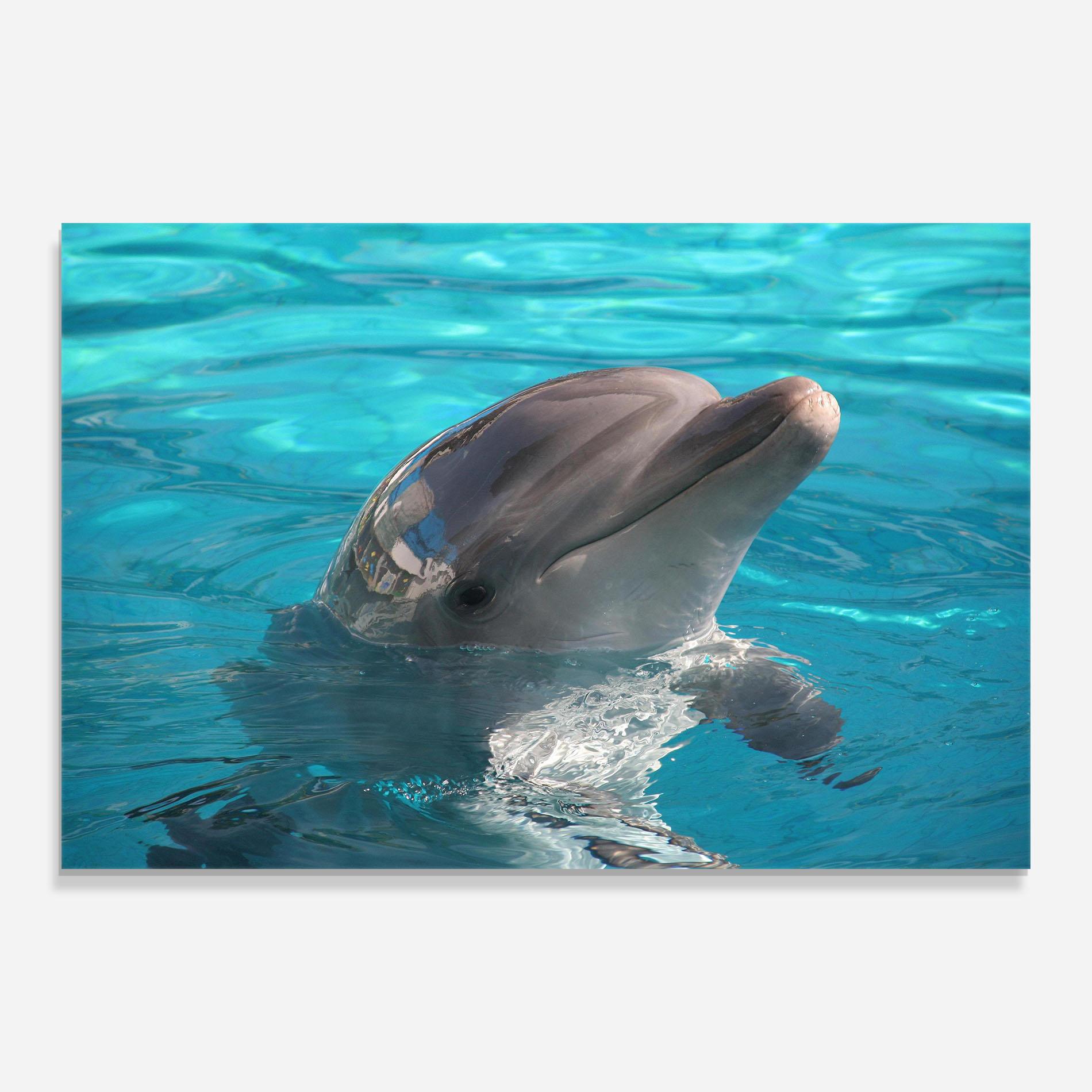 Tablou Sticla Dolphin Poses mockup 0