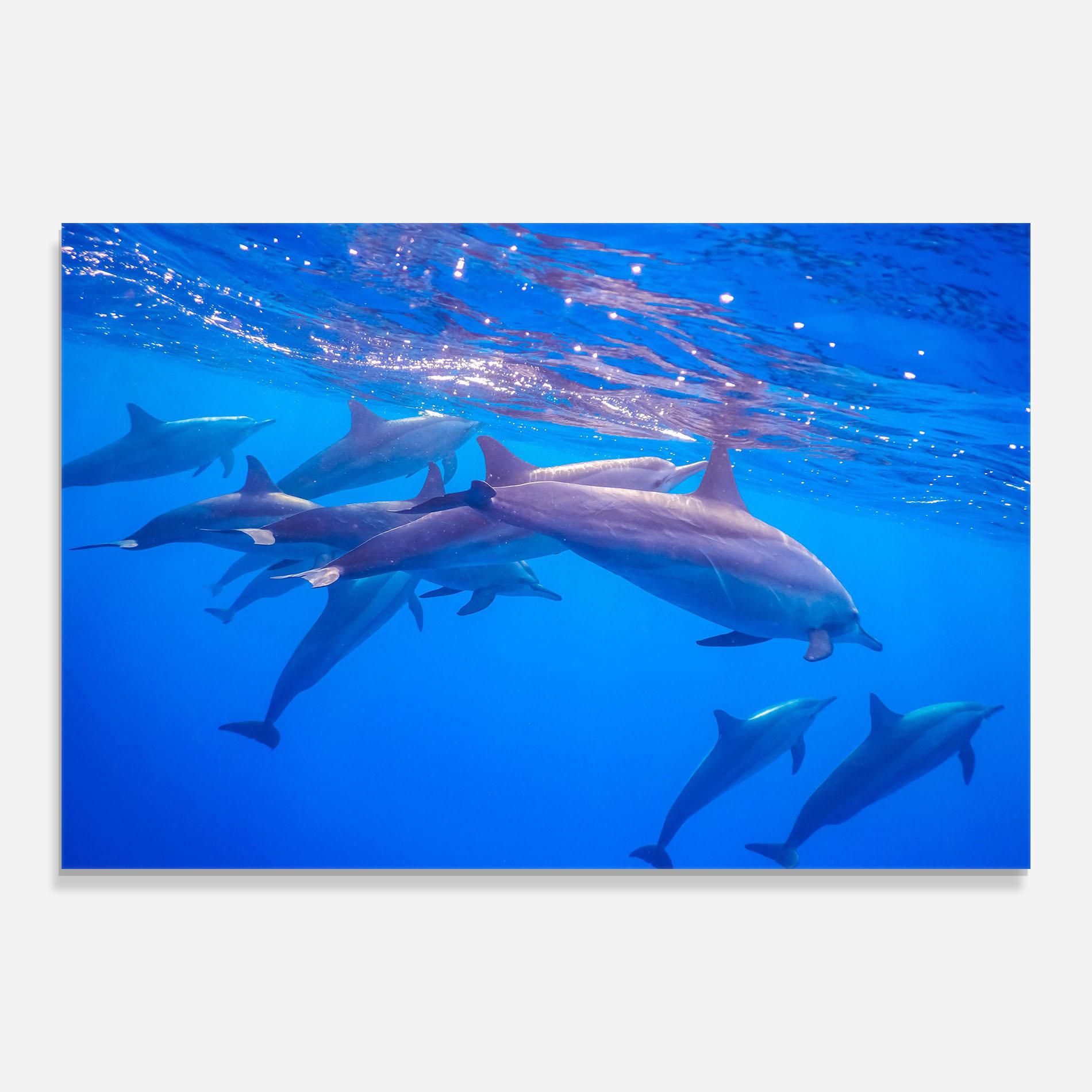 Tablou Sticla Dolphin Family mockup 0