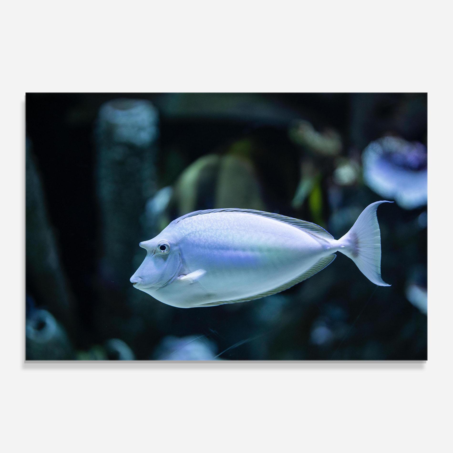 Tablou Sticla Funny Face Fish mockup 0