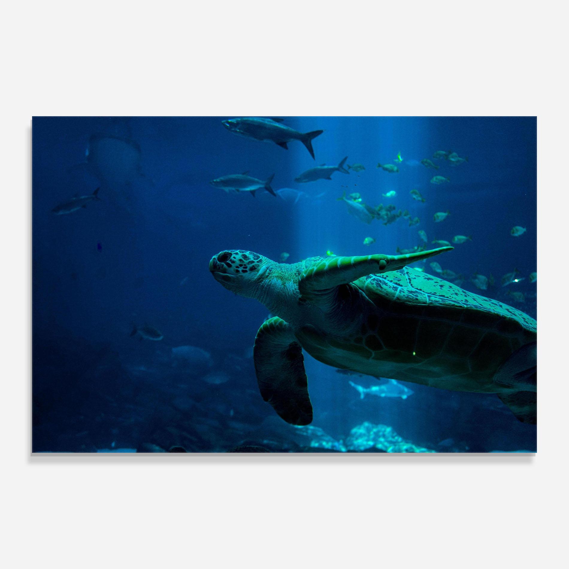 Tablou Sticla Green Turtule mockup 0