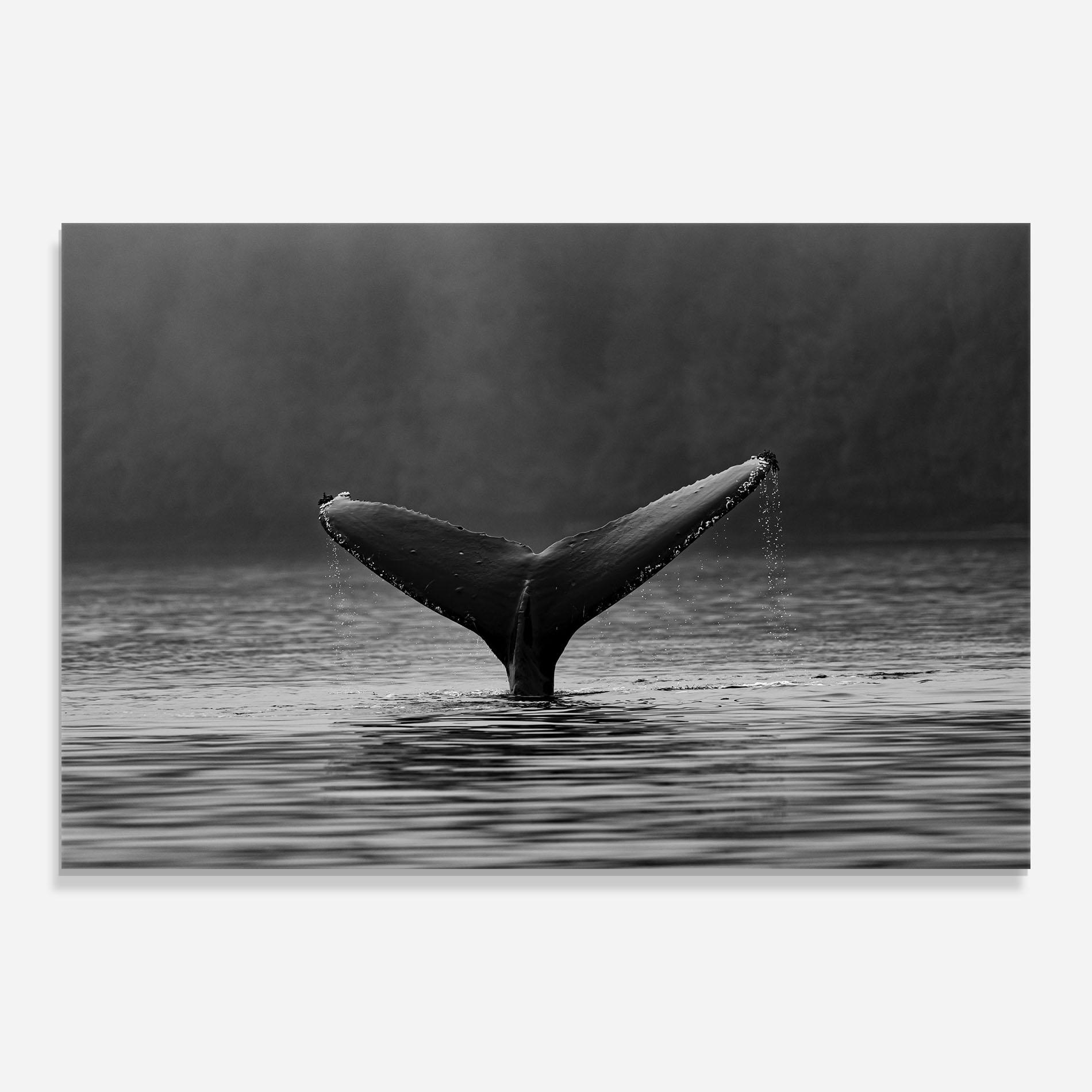 Tablou Sticla Grey Tail mockup 0