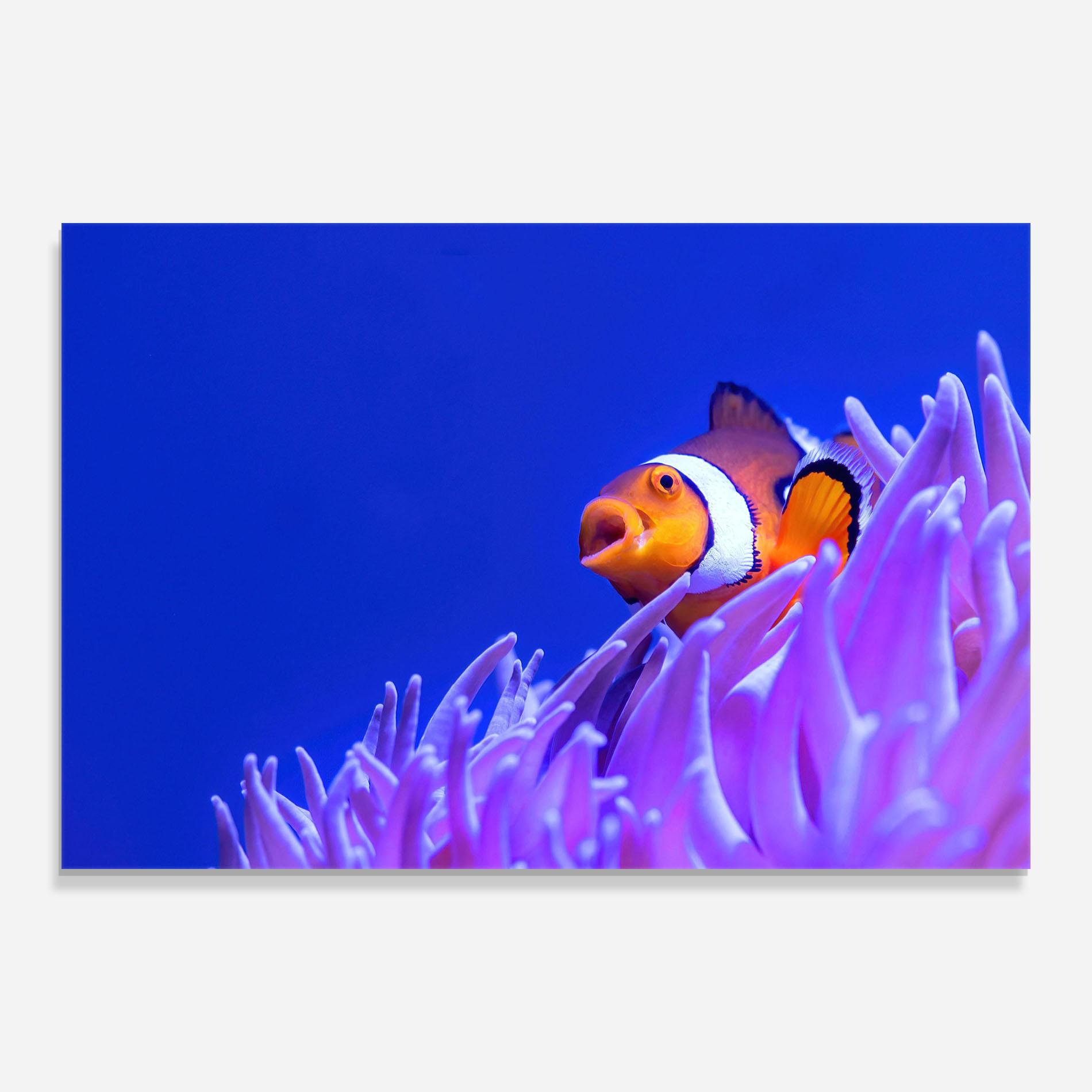 Tablou Sticla Hungry Nemo mockup 0