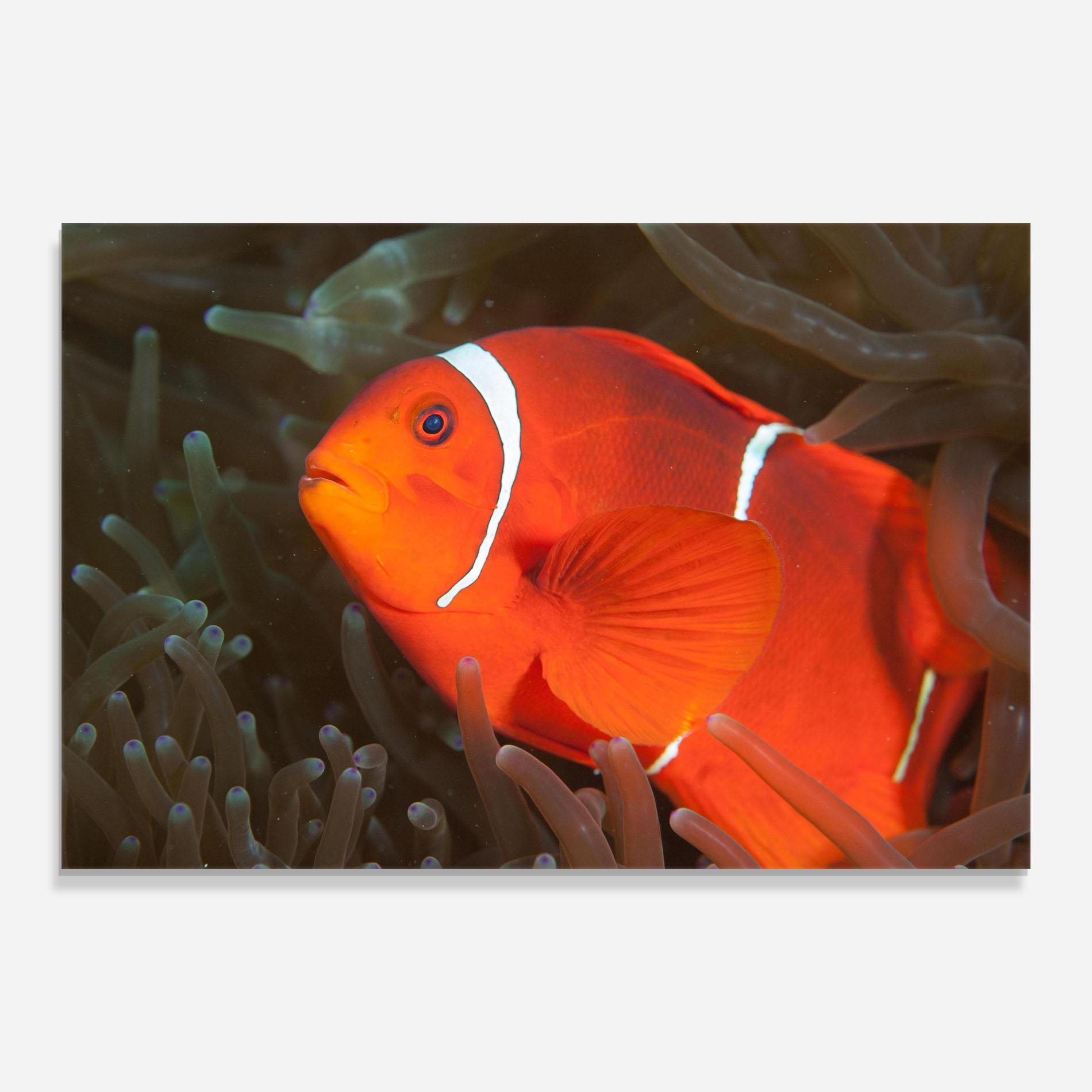 Tablou Sticla Nemo Clownfish mockup 0