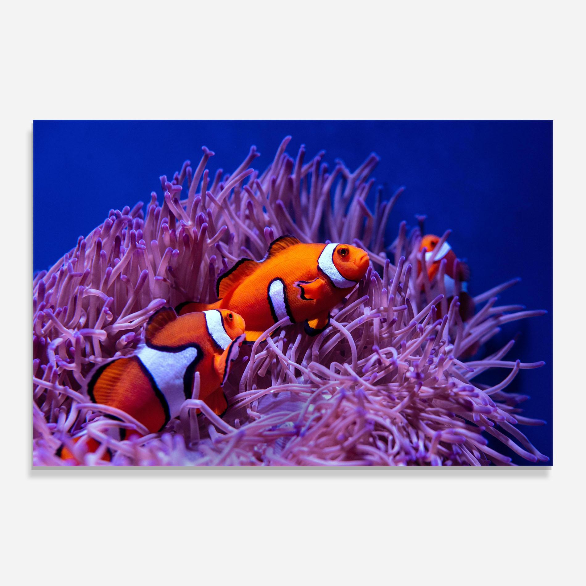 Tablou Sticla Nemo Family mockup 0