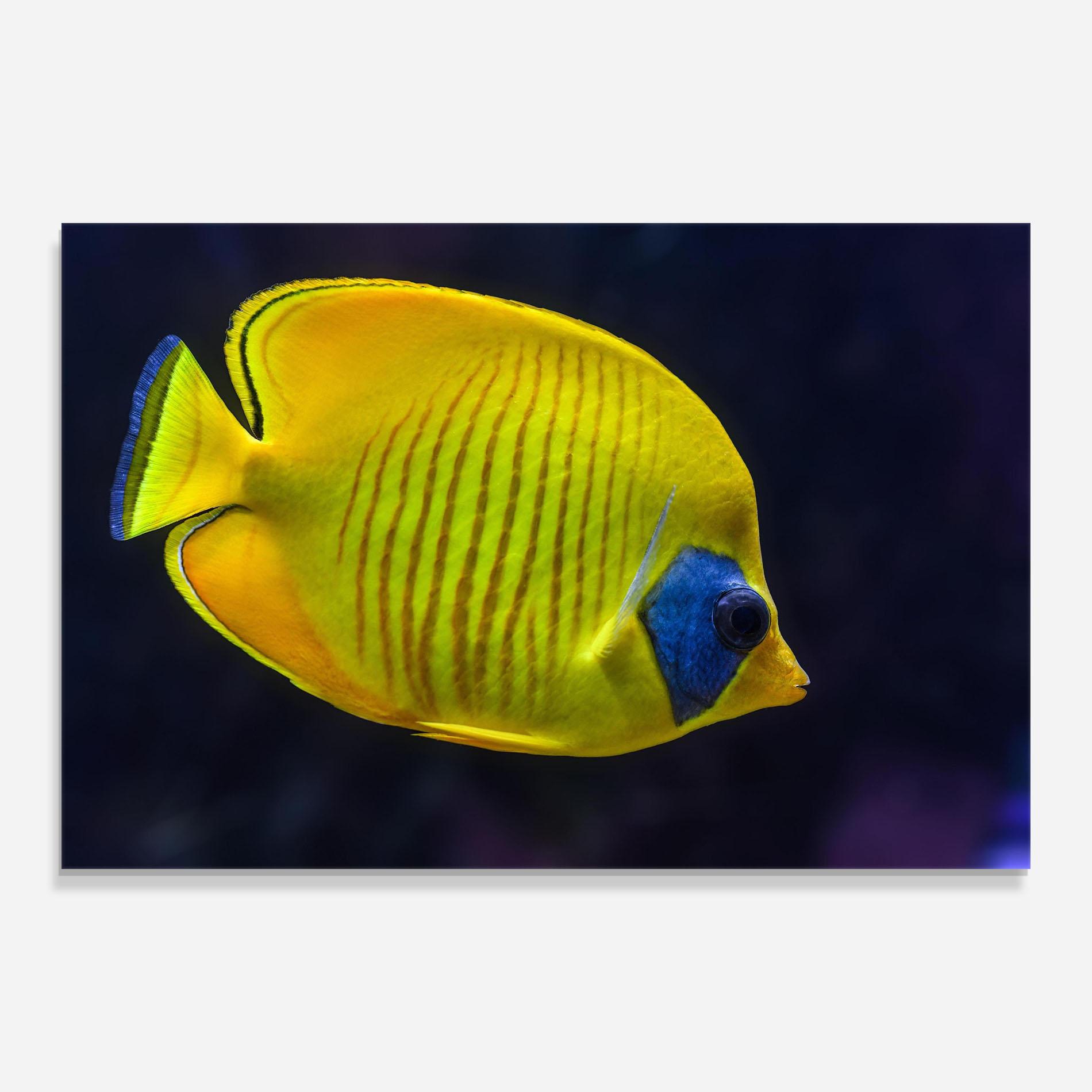 Tablou Sticla Yellow Blue Fish mockup 0