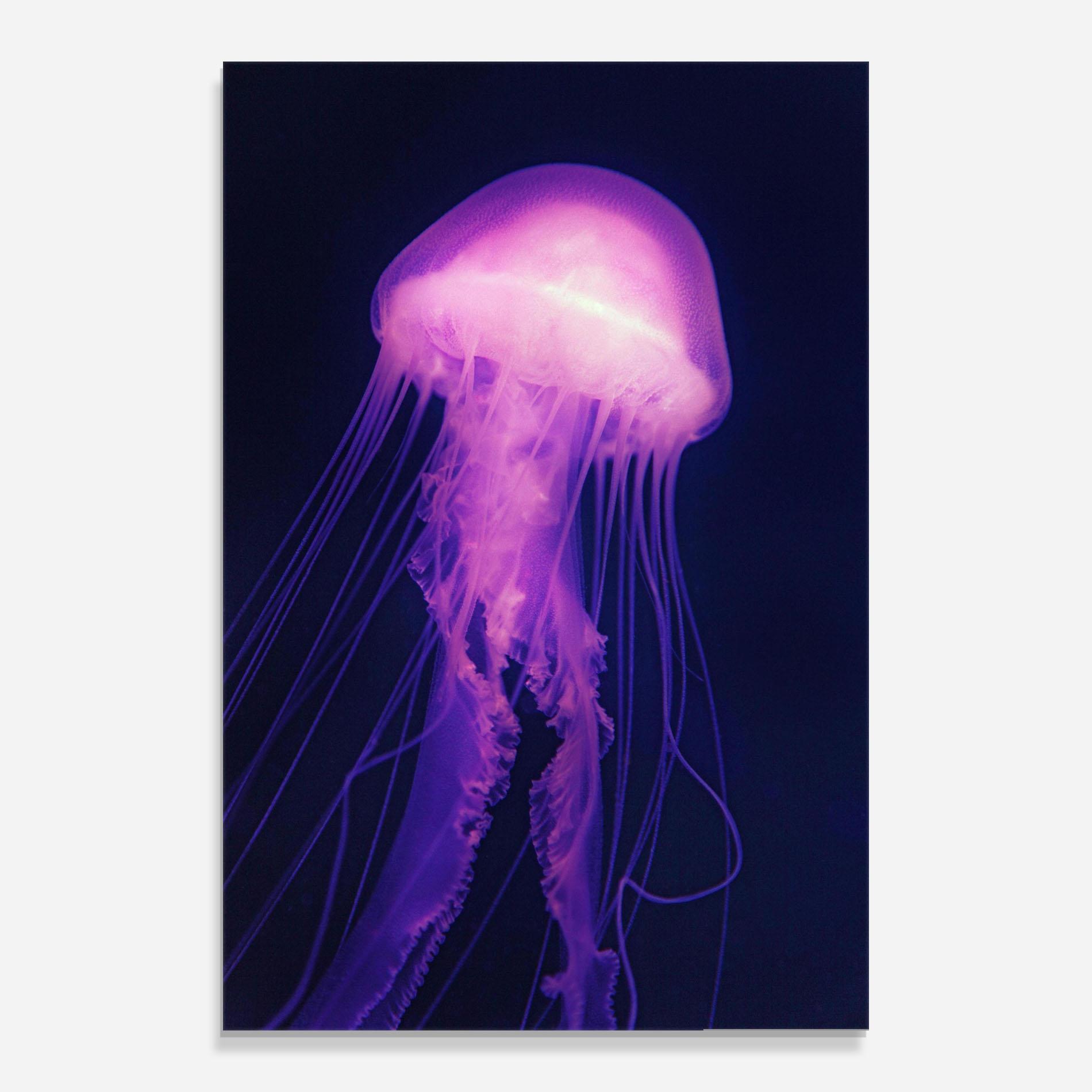 Tablou Sticla Light Purple Jellyfish mockup 0