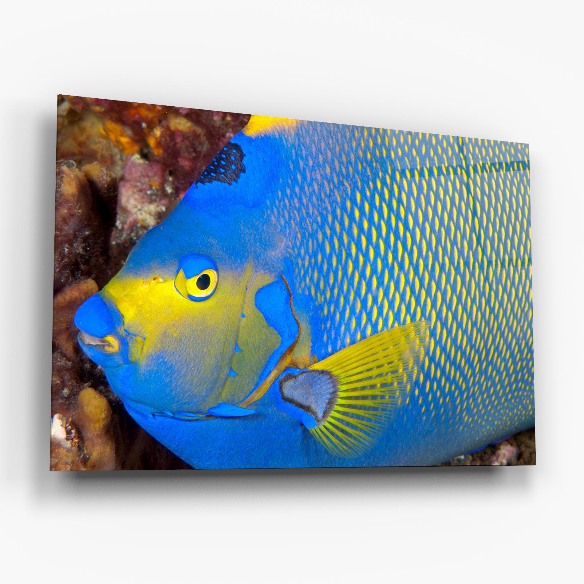 Tablou Sticla Blue Yellow Fish mockup 6