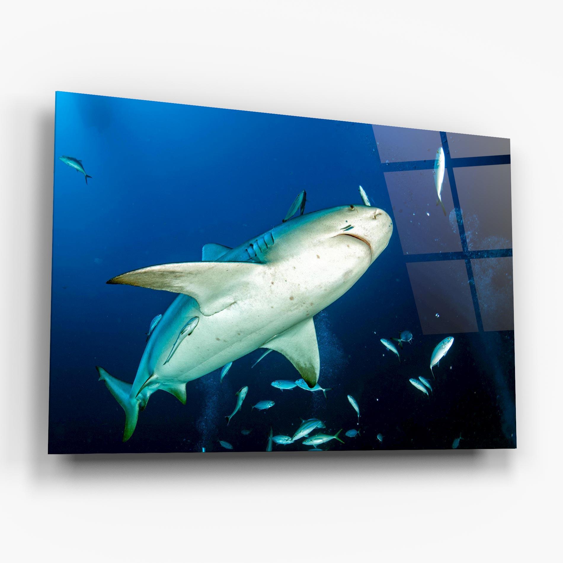 Tablou Sticla Bull Shark mockup 6