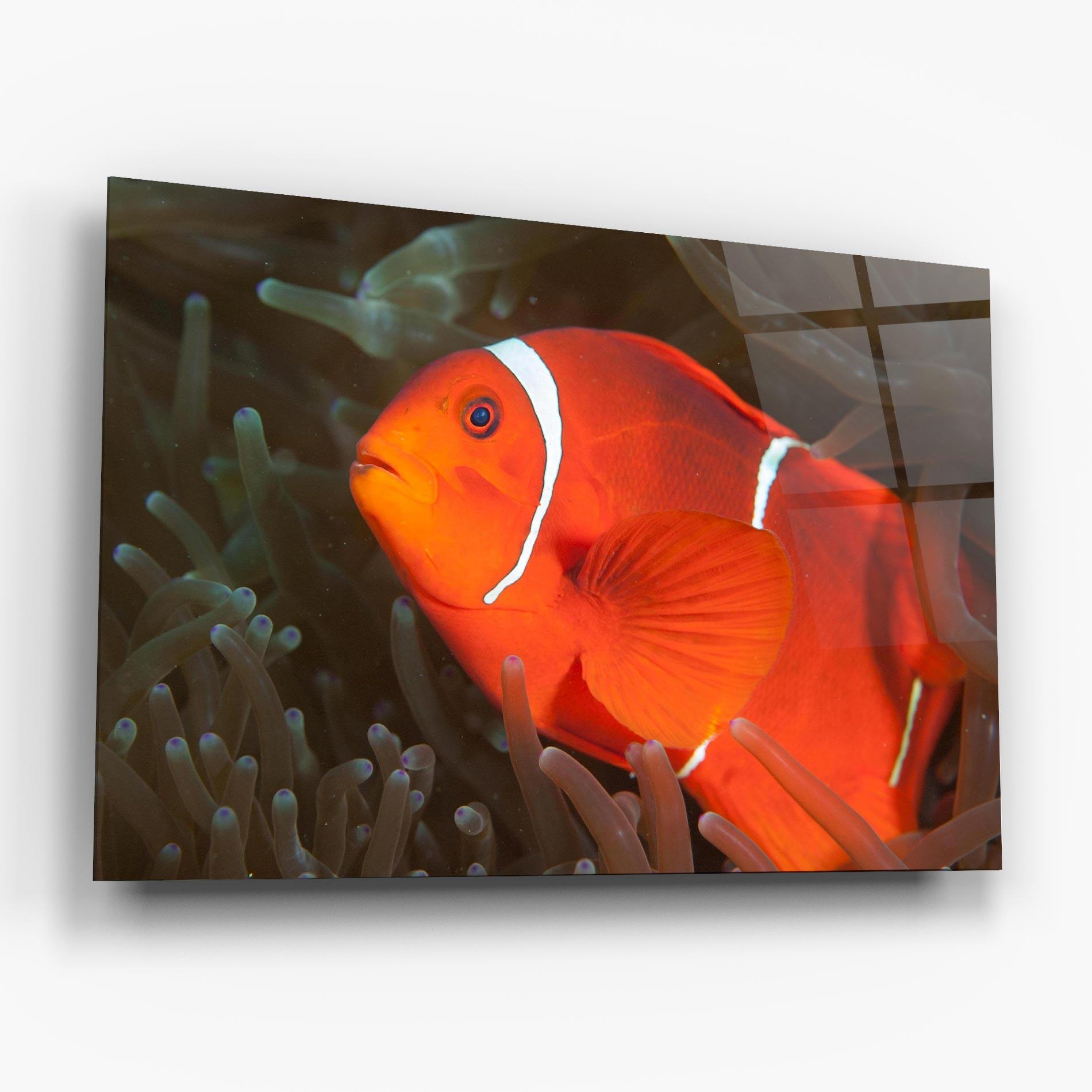 Tablou Sticla Nemo Clownfish mockup 6