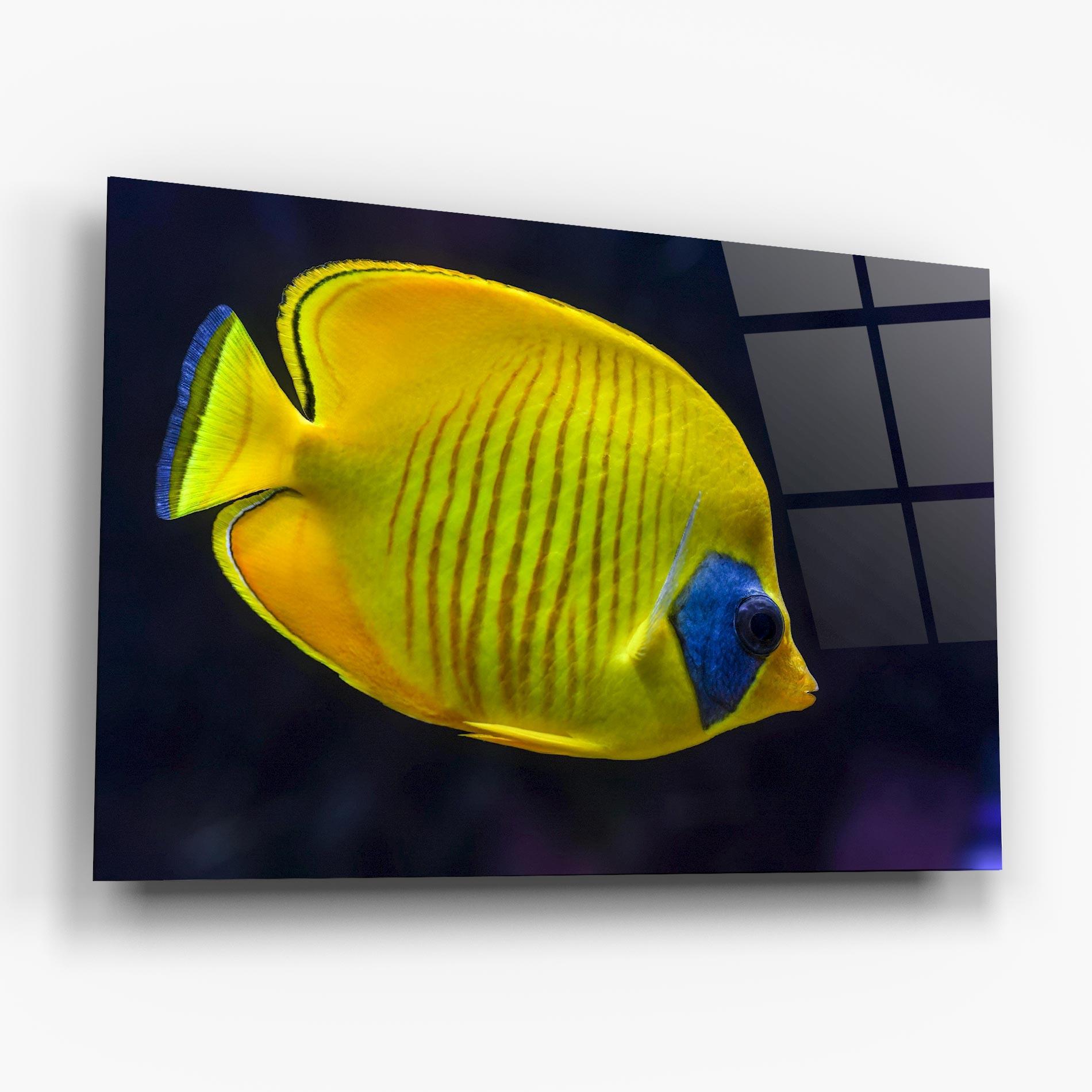Tablou Sticla Yellow Blue Fish mockup 6