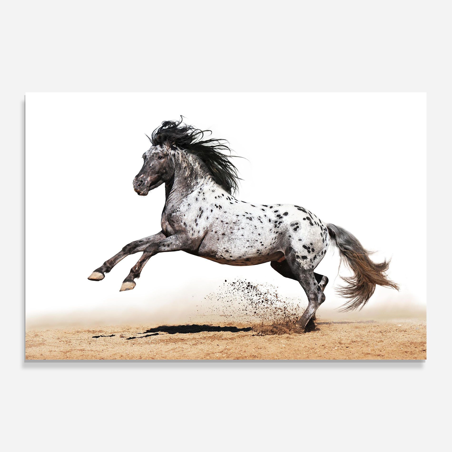 Appaloosa Horse Running mockup 0