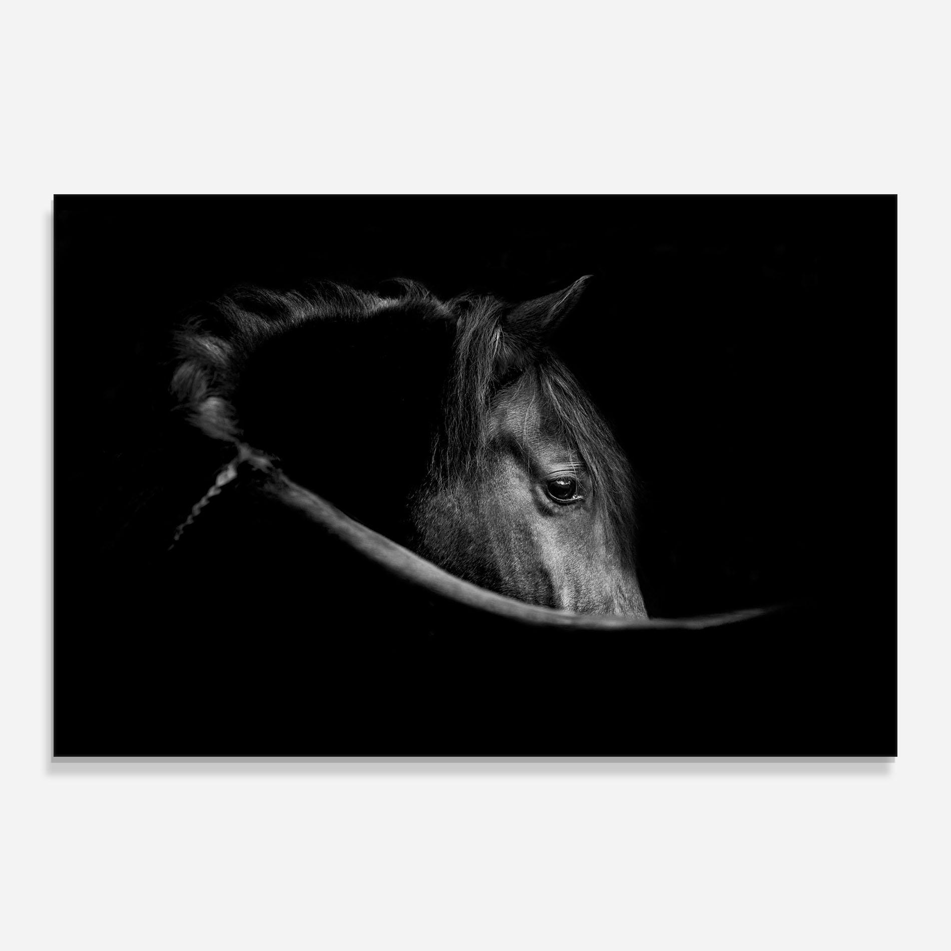 Tablou Sticla Black Horse Looking mockup 0