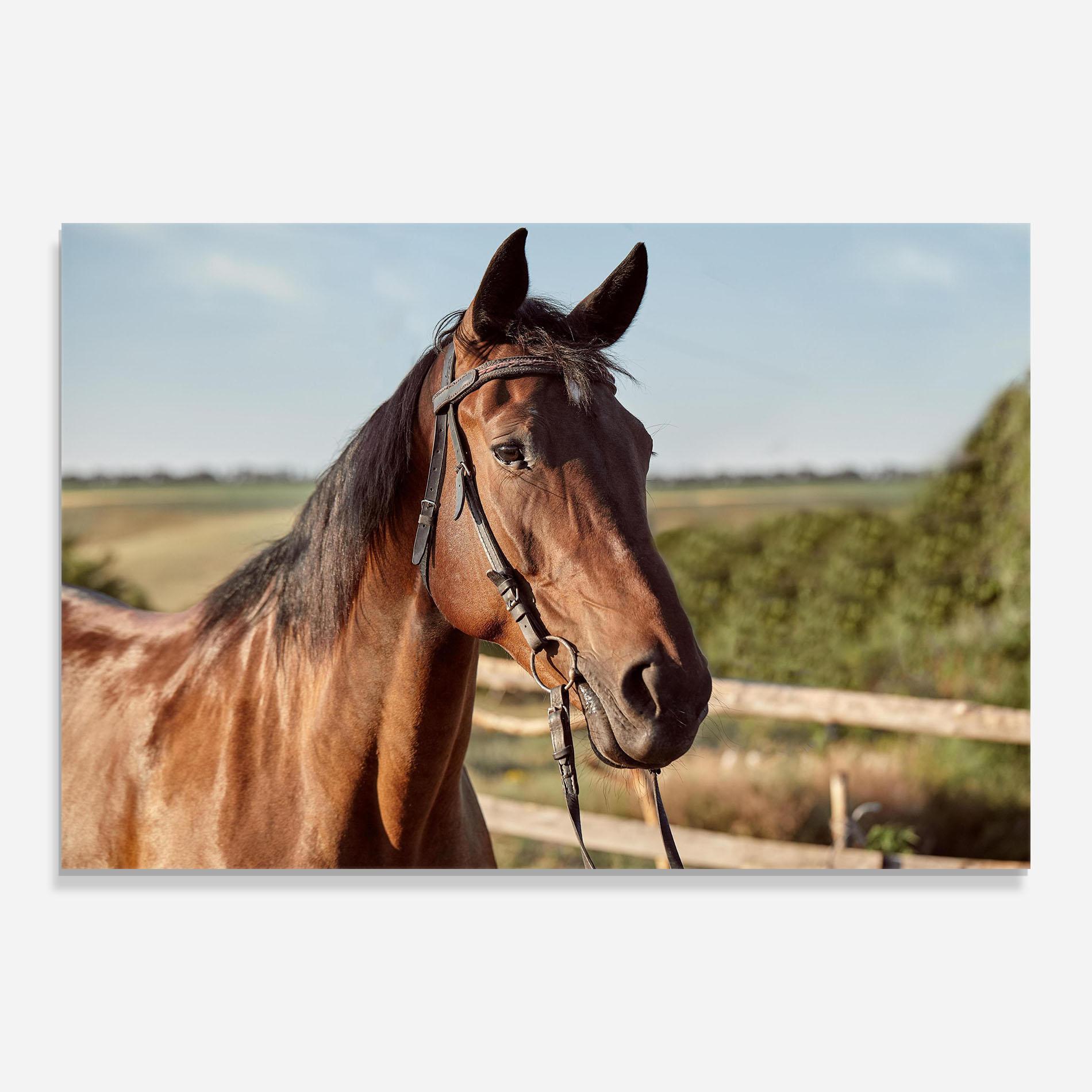 Tablou Sticla Brown Horse Close Up mockup 0
