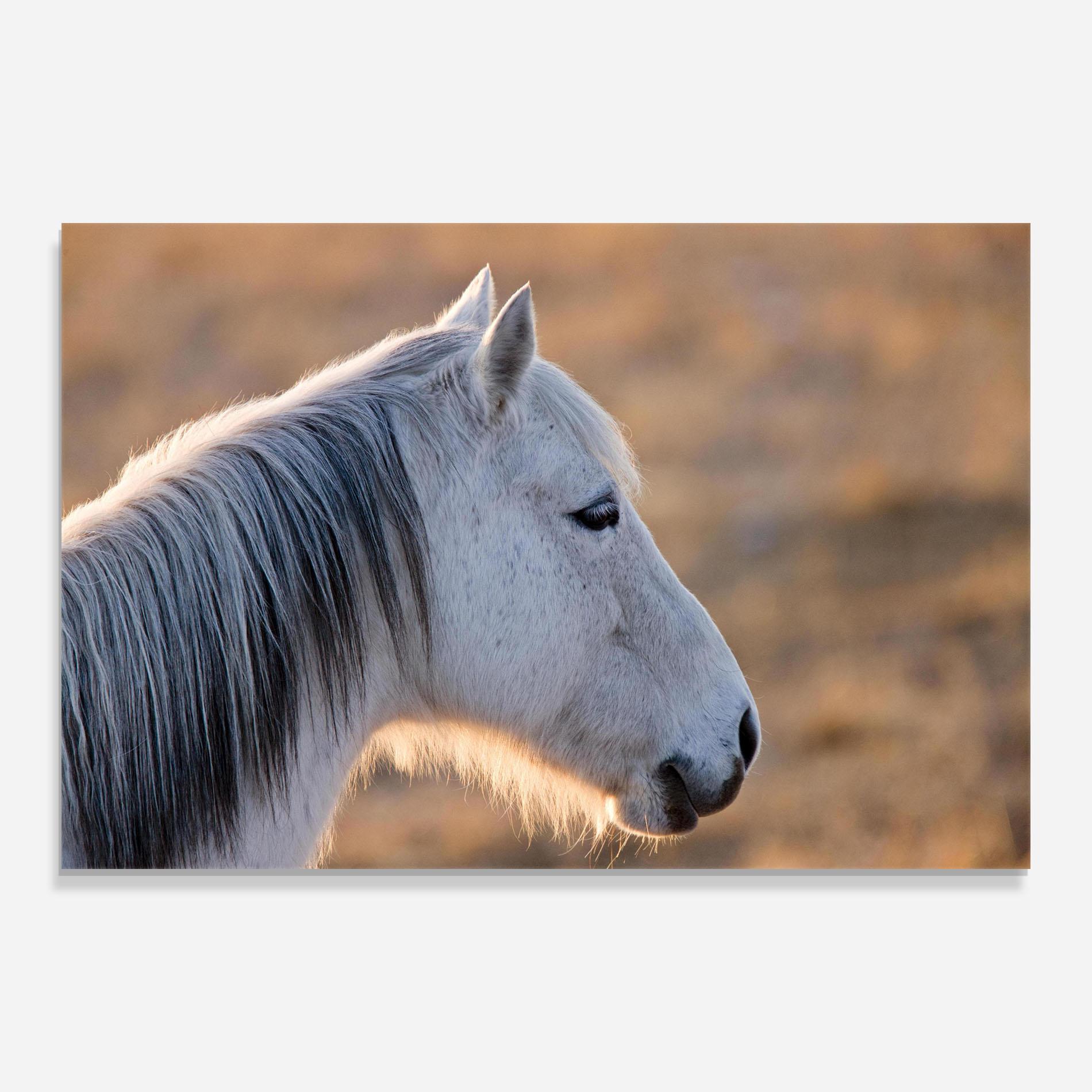 Tablou Sticla Light Gray Horse Looking mockup 0