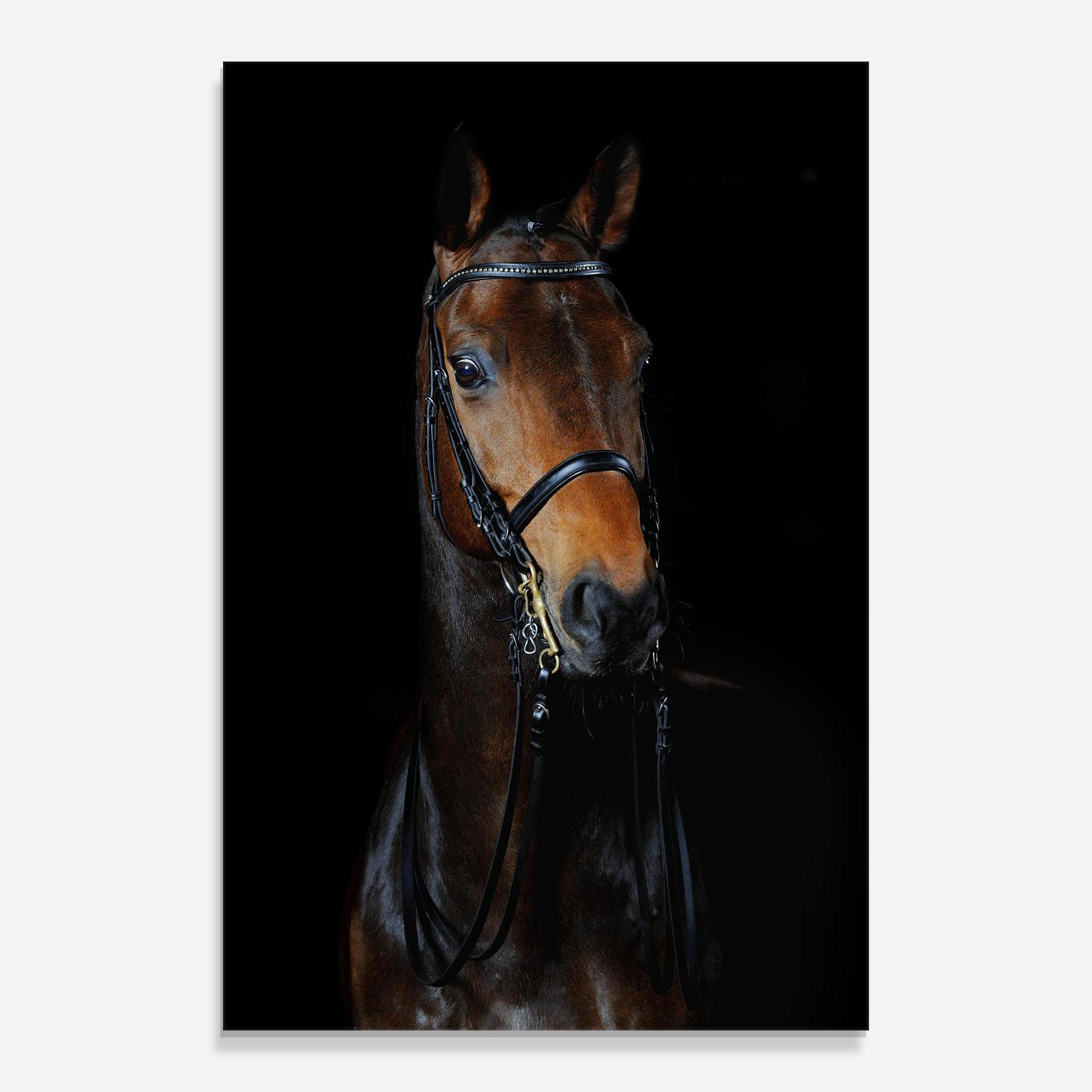 Tablou Sticla Brown Horse On Black mockup 0