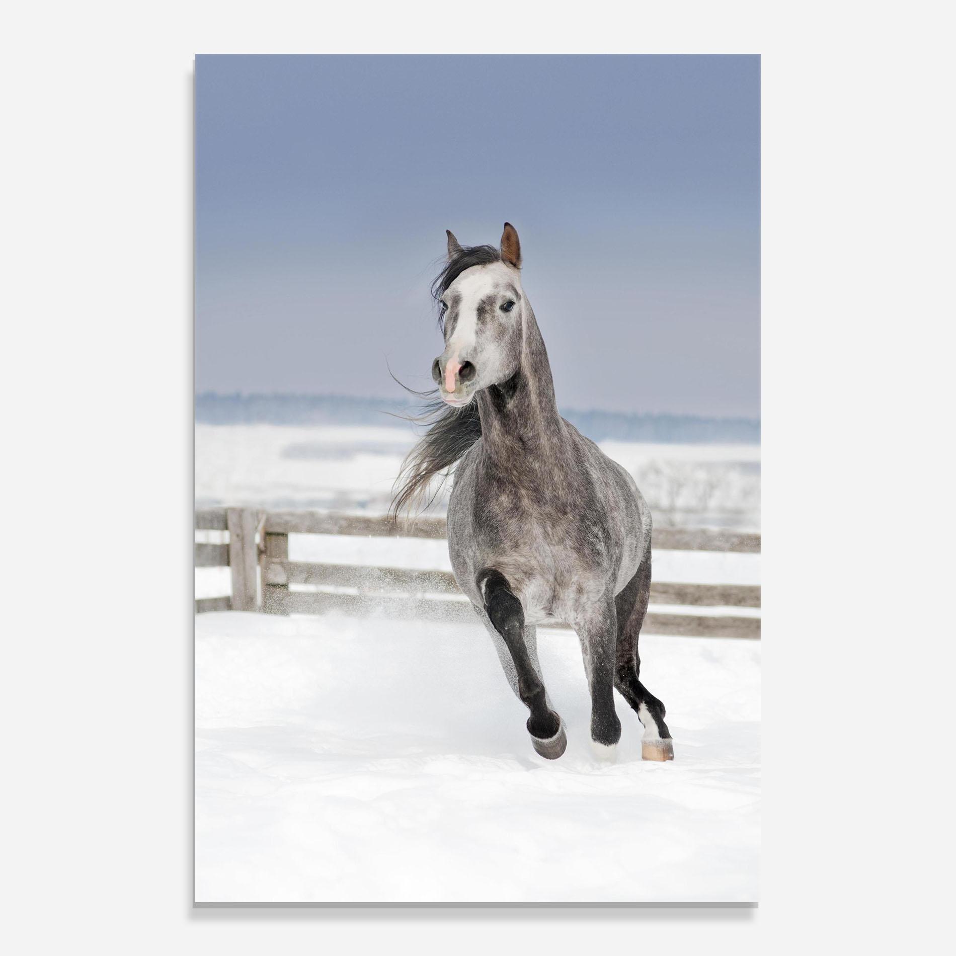 Tablou Sticla Horse Running Free mockup 0