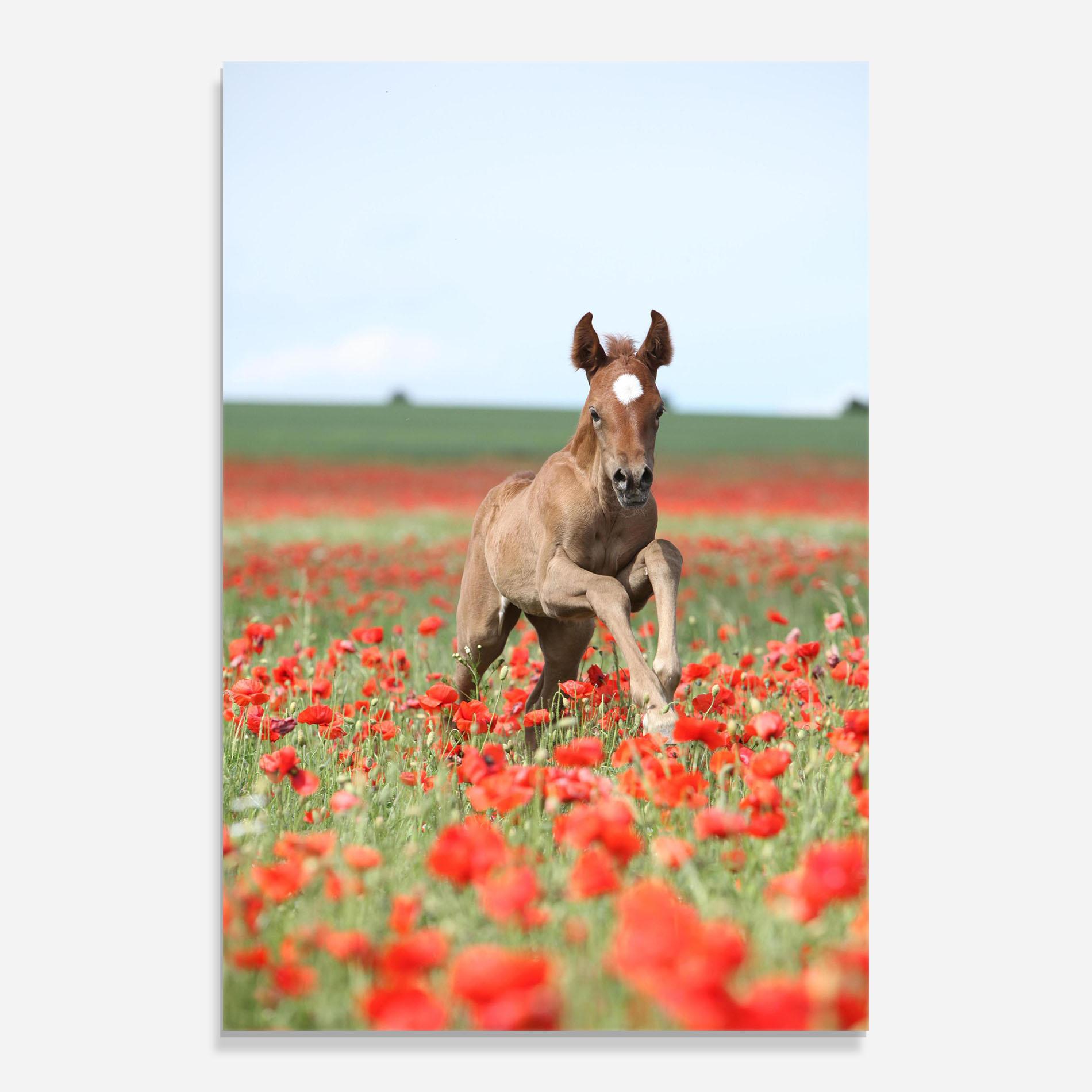 Tablou Sticla Red Flowers Horse mockup 0