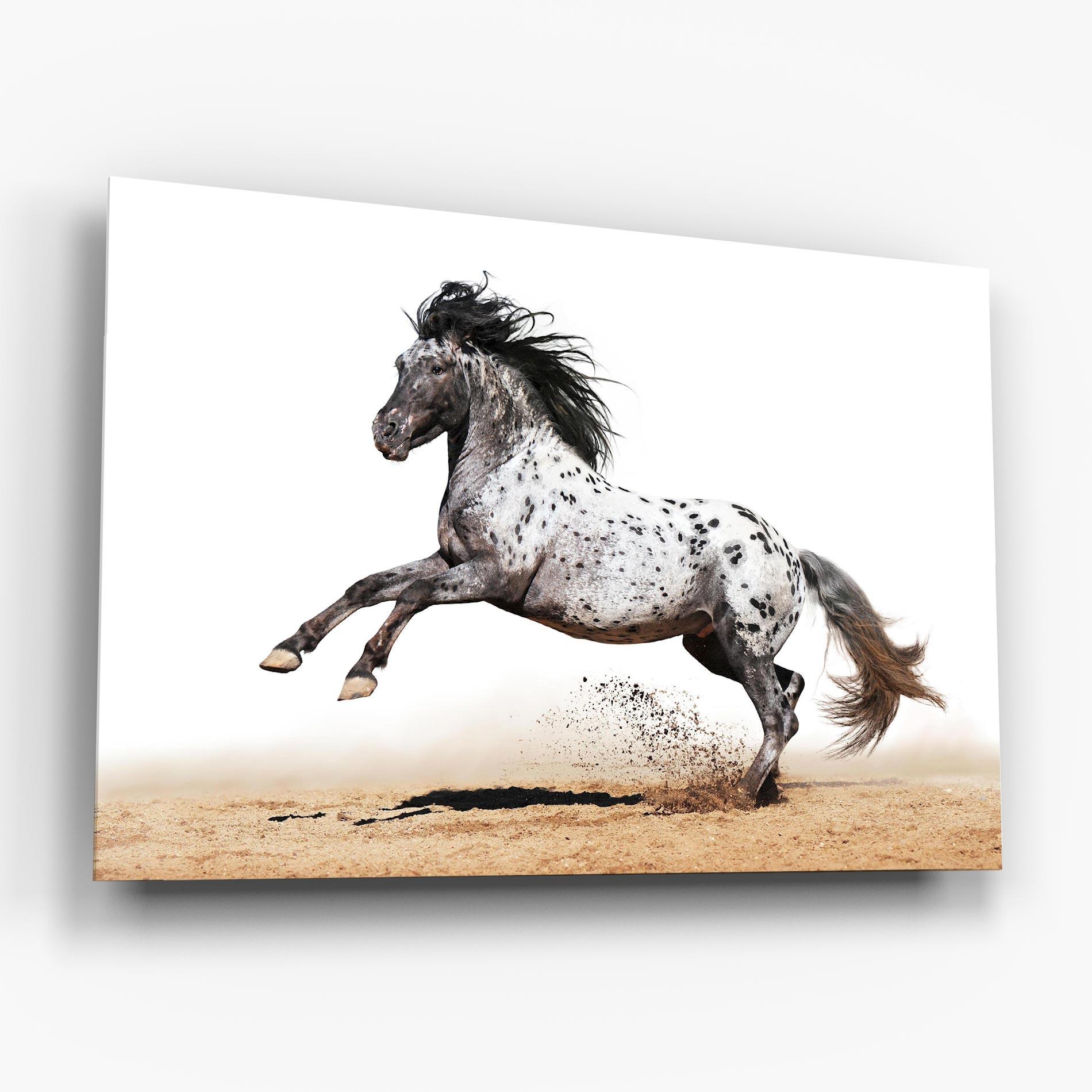 Tablou Sticla Appaloosa Horse Running mockup 6