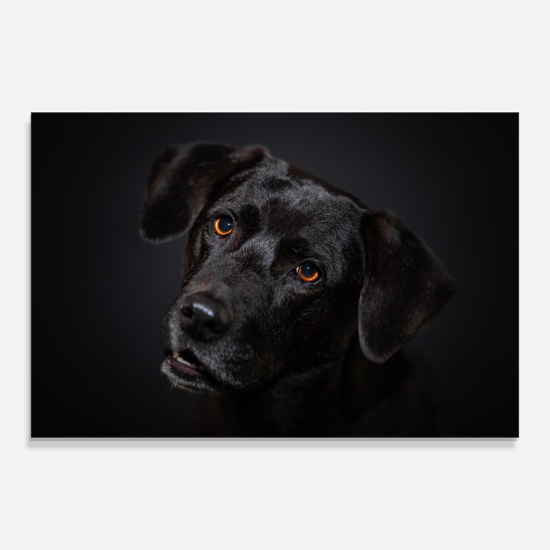 Black Dog Portrait mockup 0
