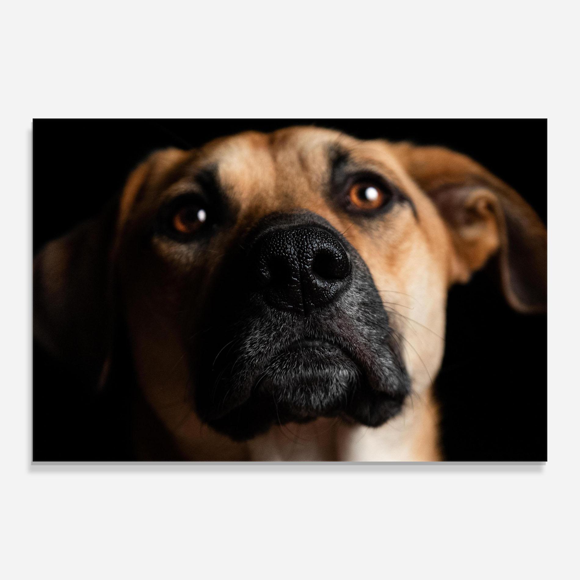 Tablou Sticla Black Nose Dog mockup 0