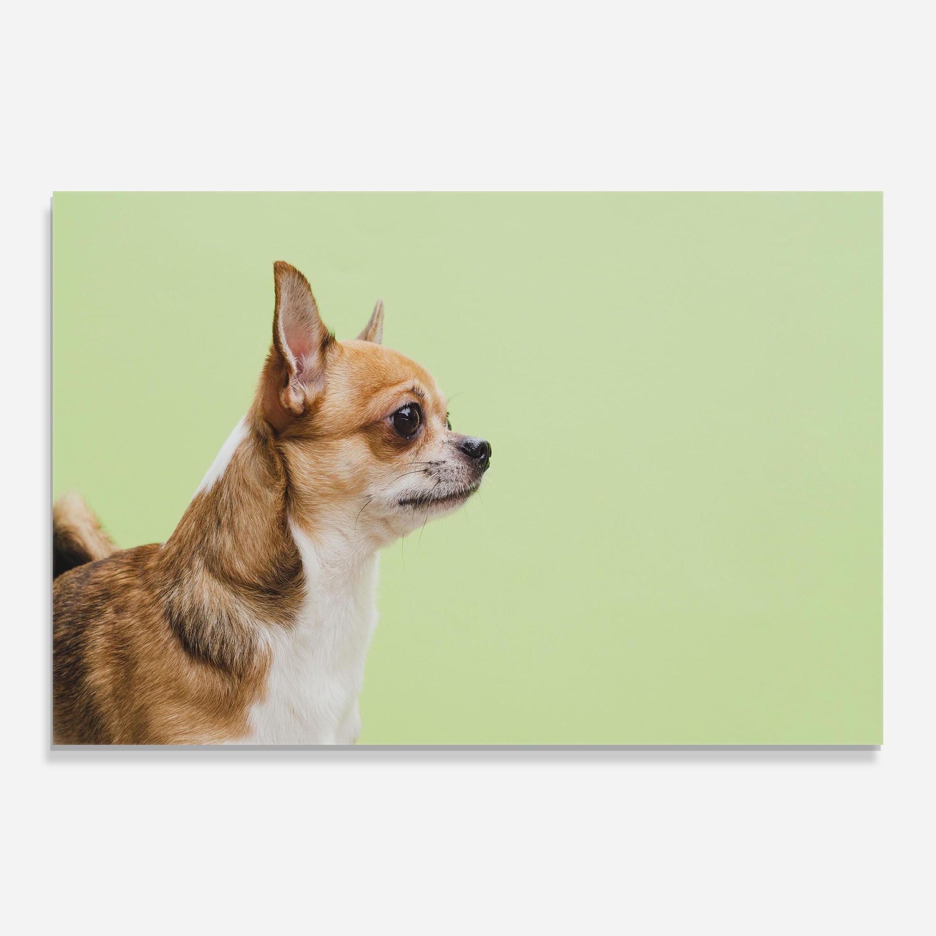 Chihuahua Dog mockup 0
