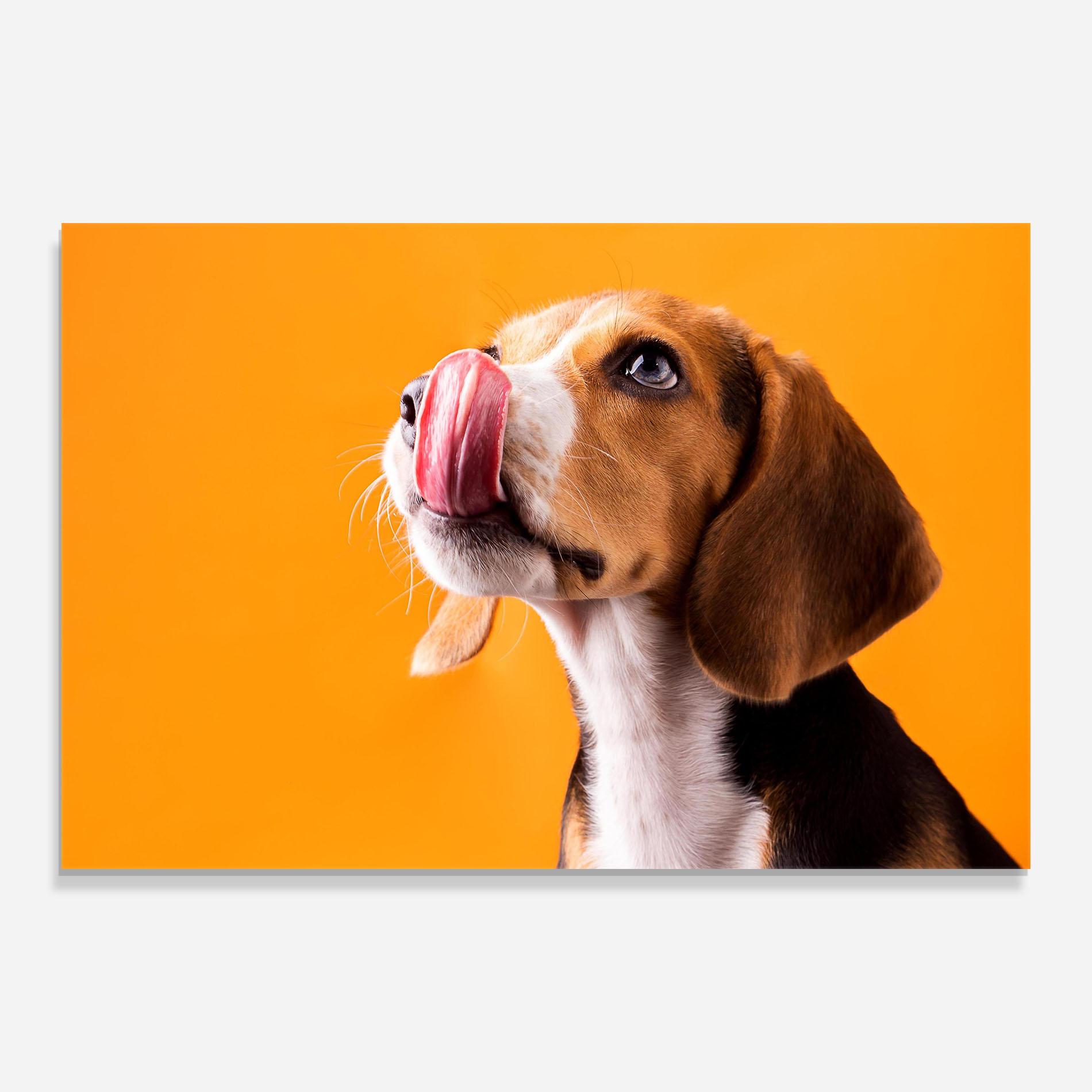 Tablou Sticla Cute Beagle Puppy mockup 0