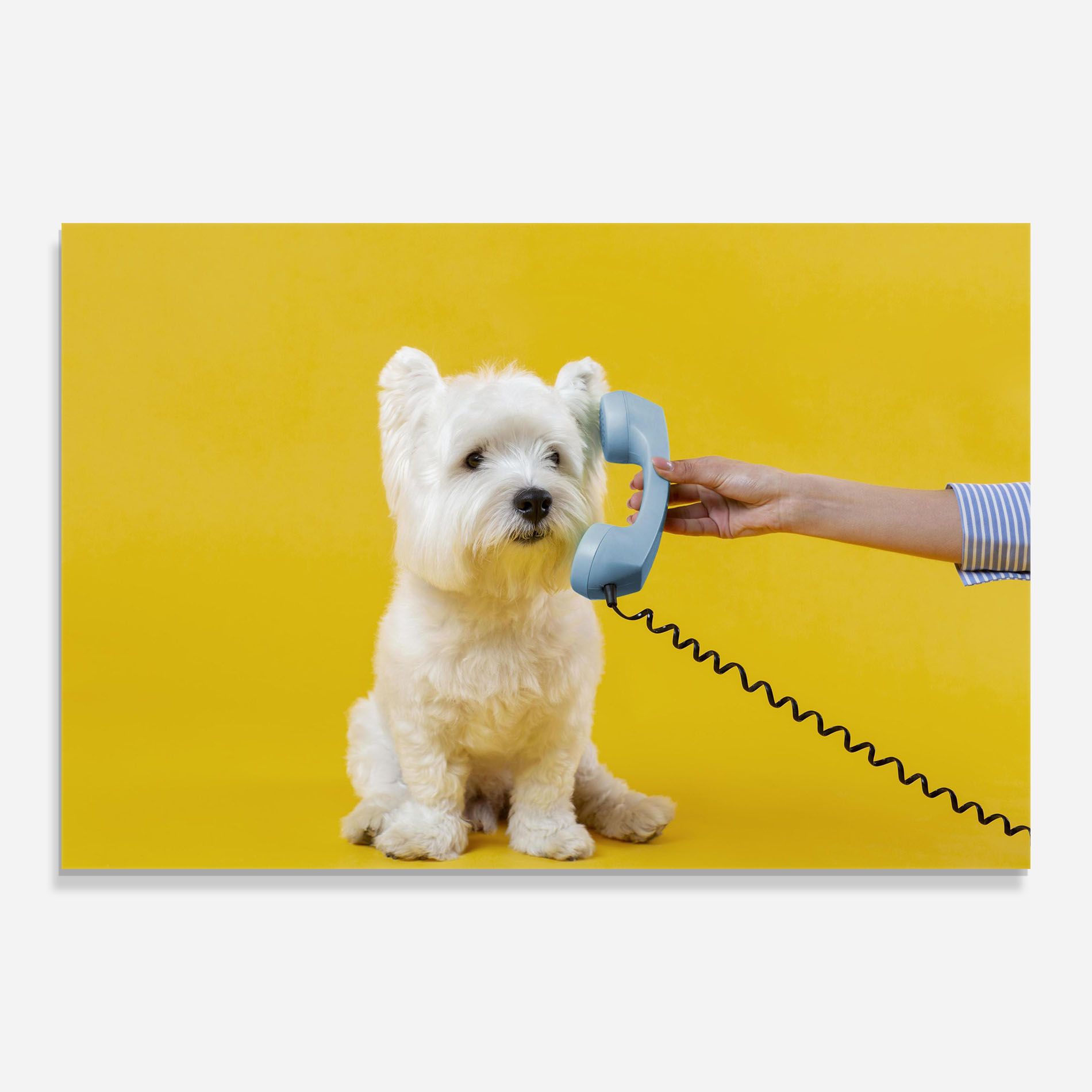 Cute Little Dog mockup 0