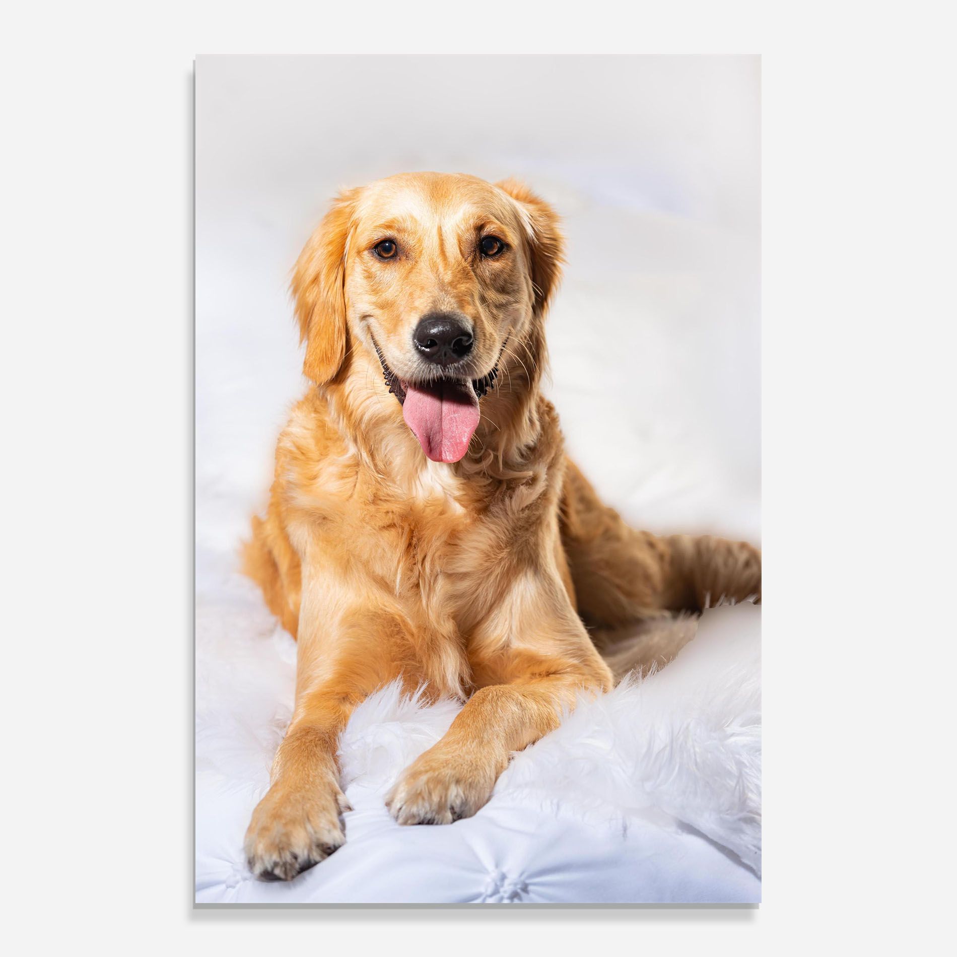 Beautiful Gold Dog mockup 0